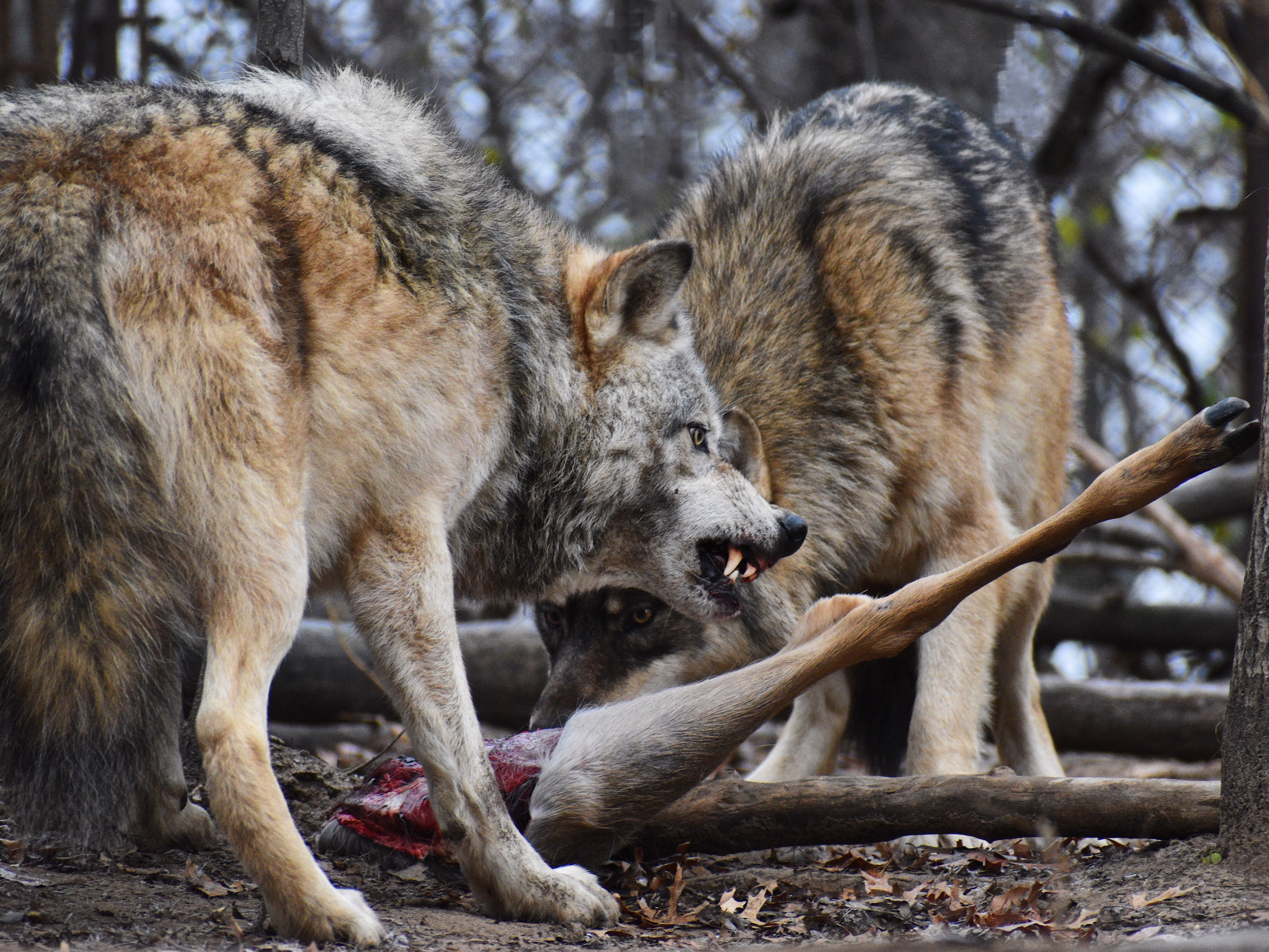 Wolf 4