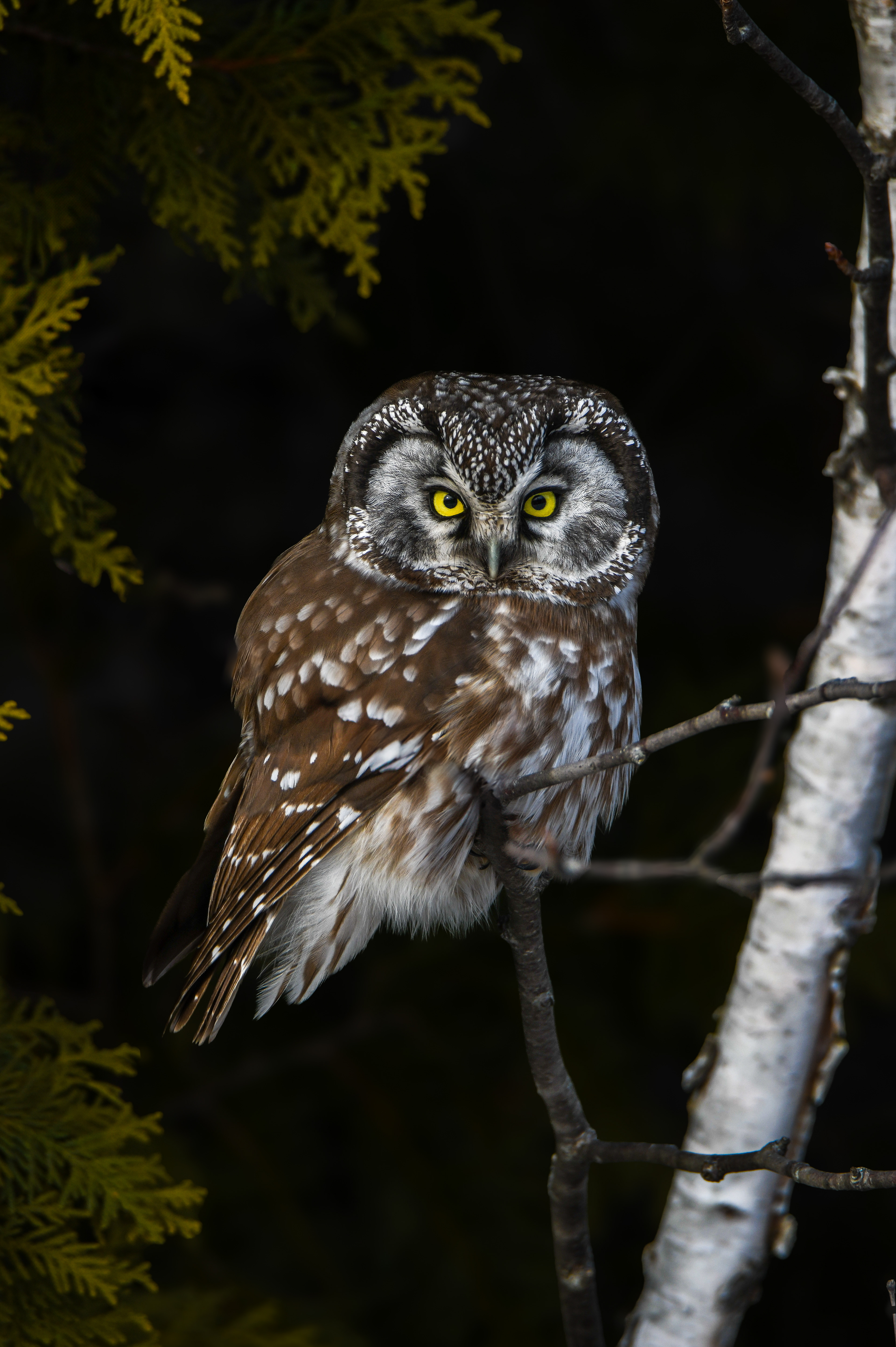 Boreal 1