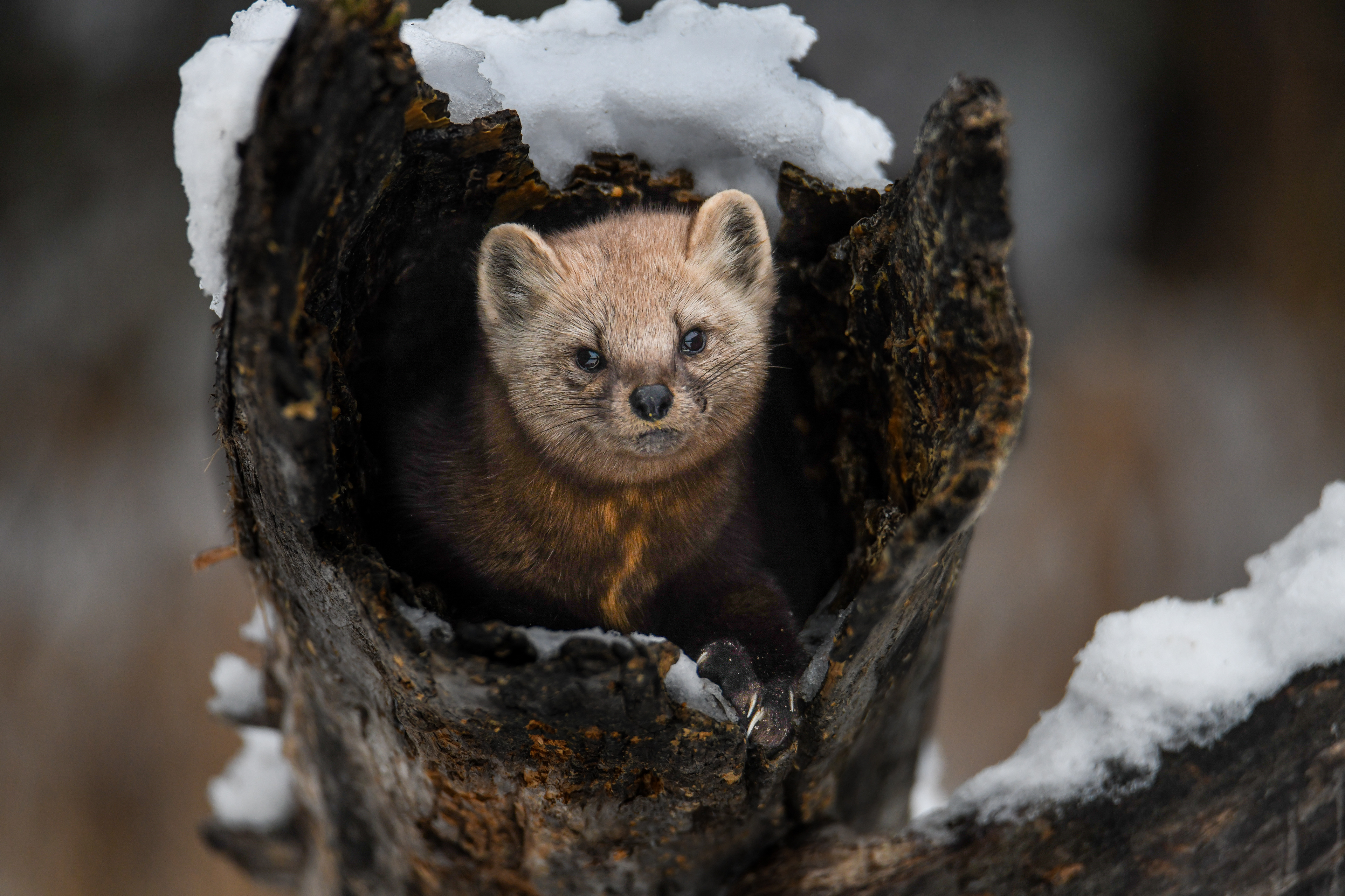 Pine Marten 24