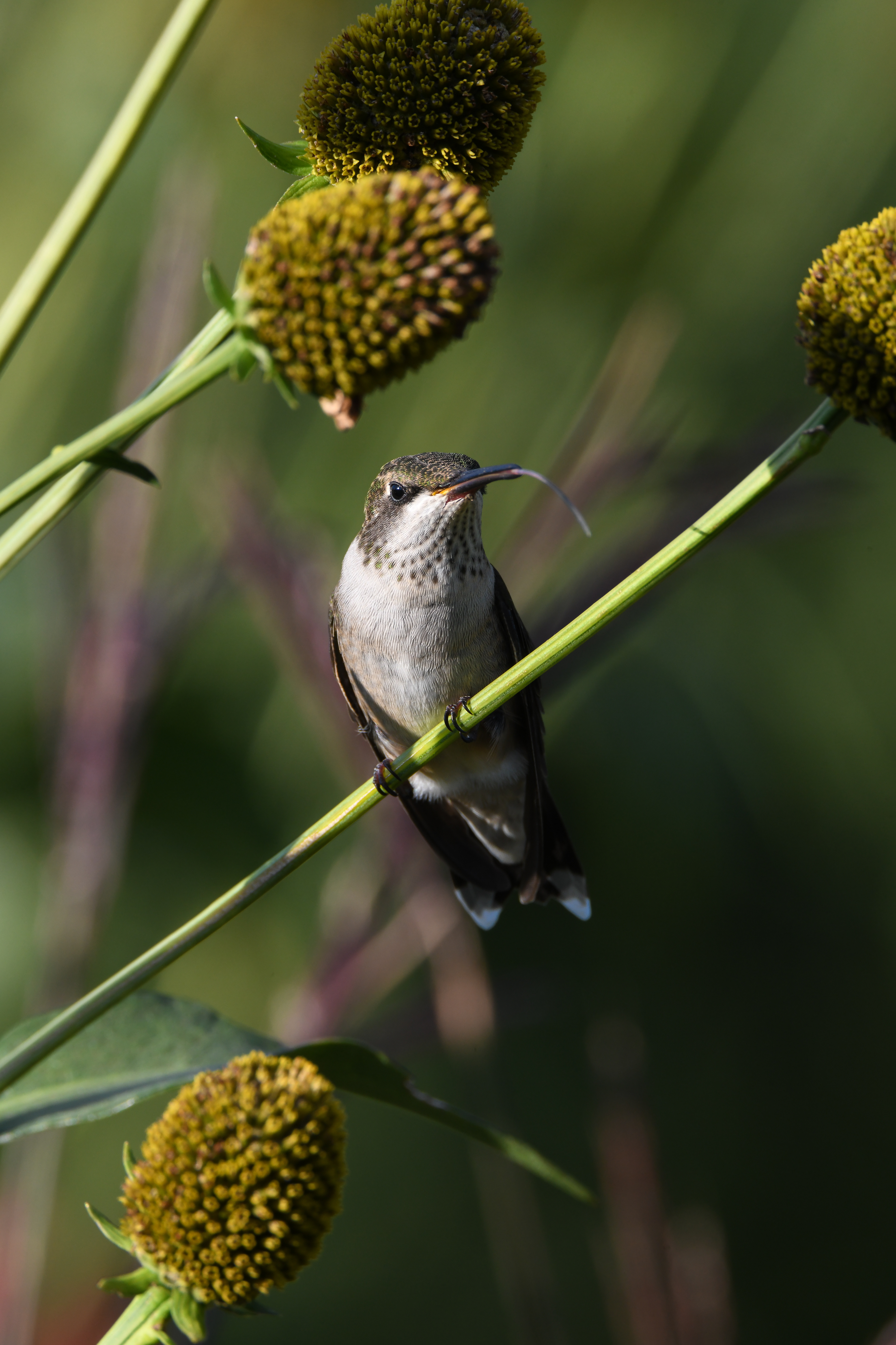 Hummingbird 21