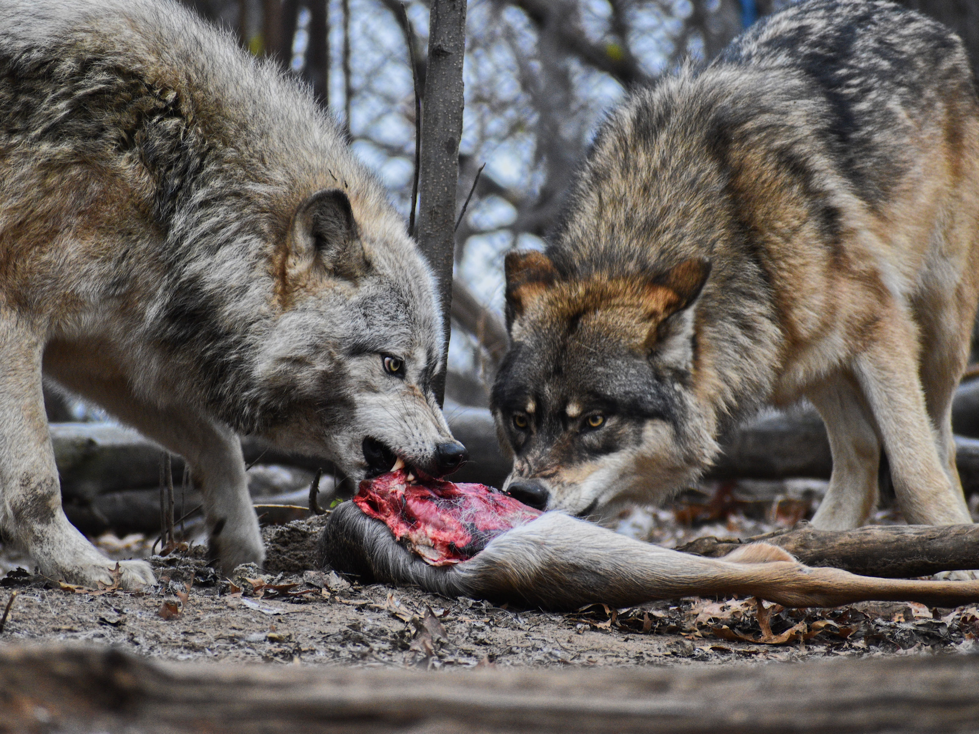 Wolf 2