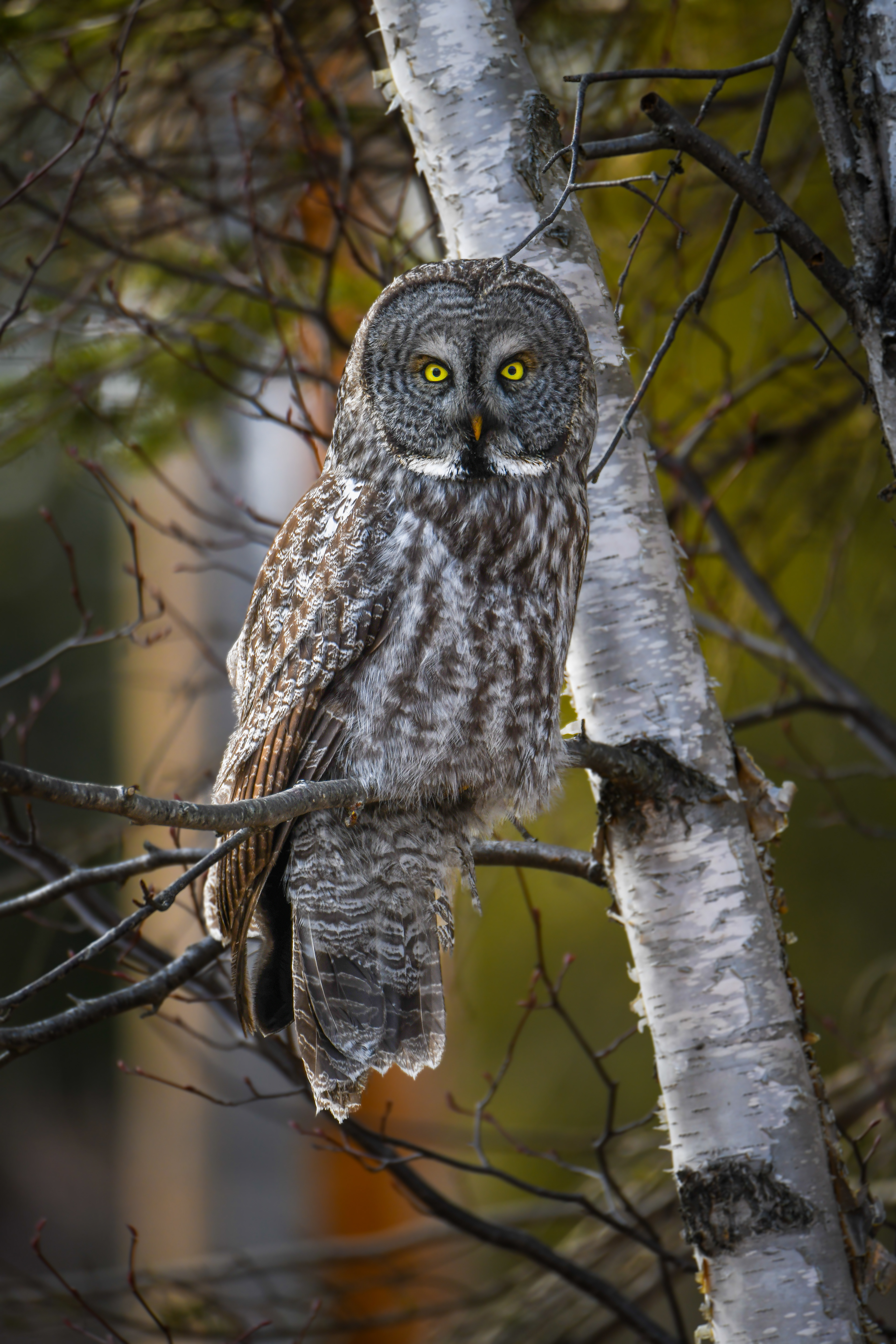 Great Grey 10