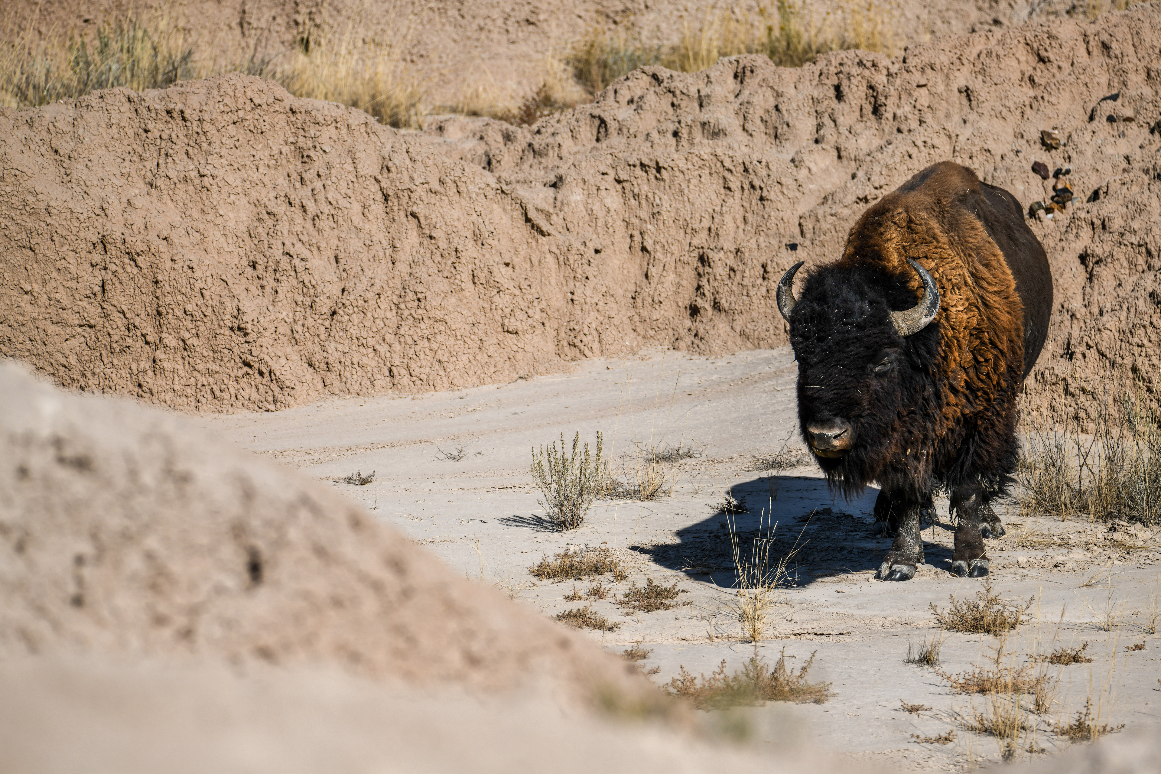 Bison 3