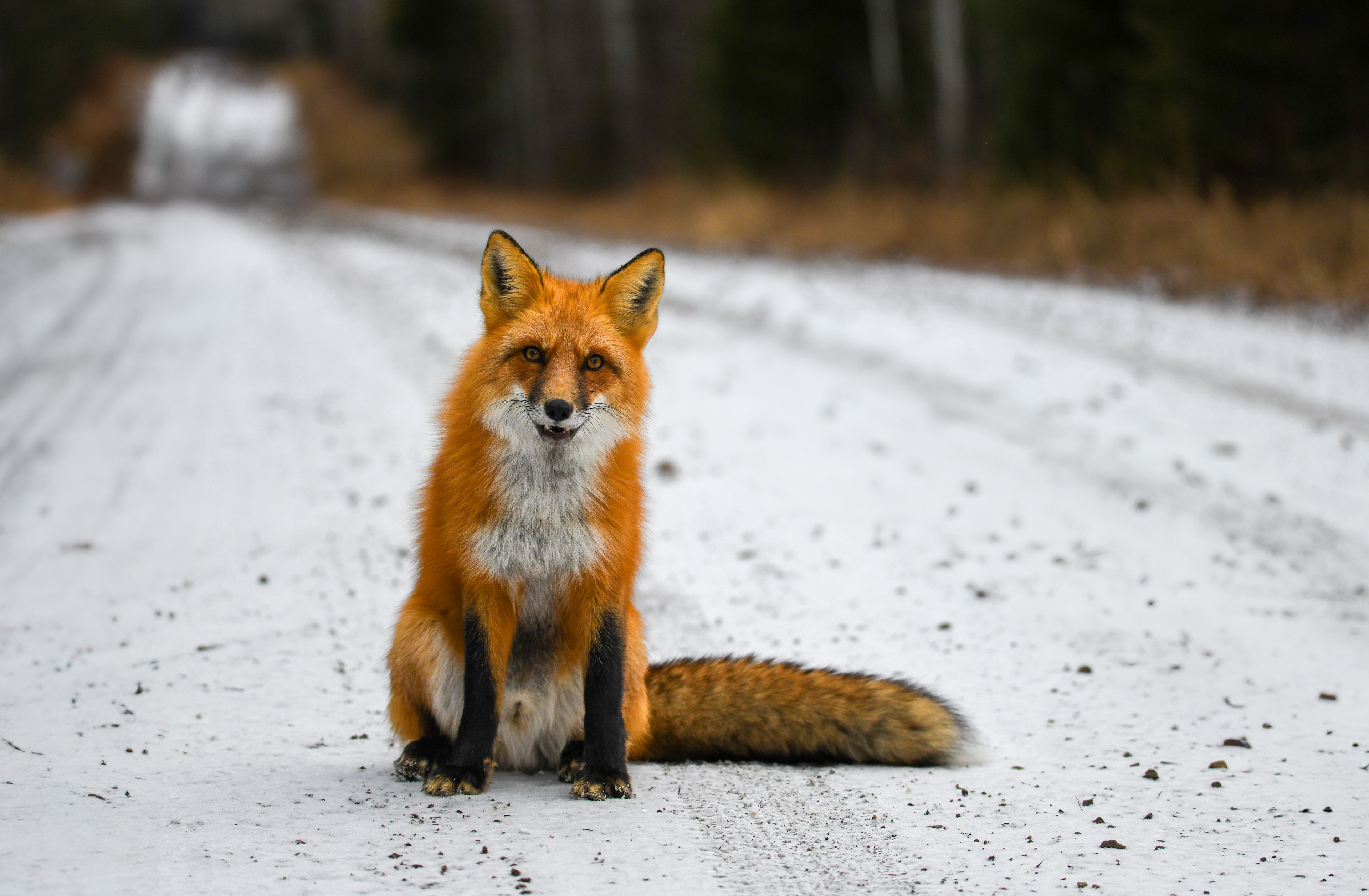 Fox 37