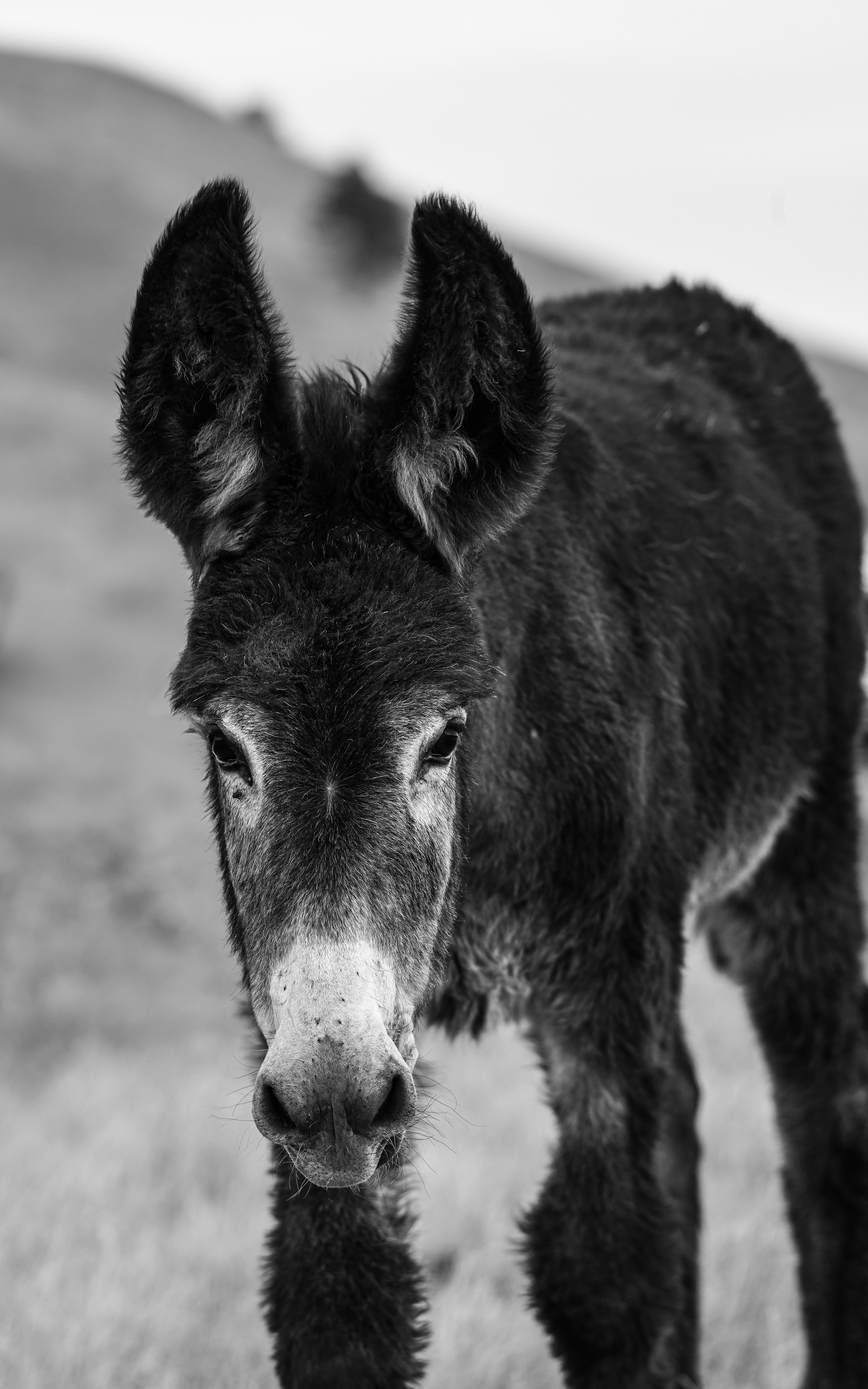 Burro 8