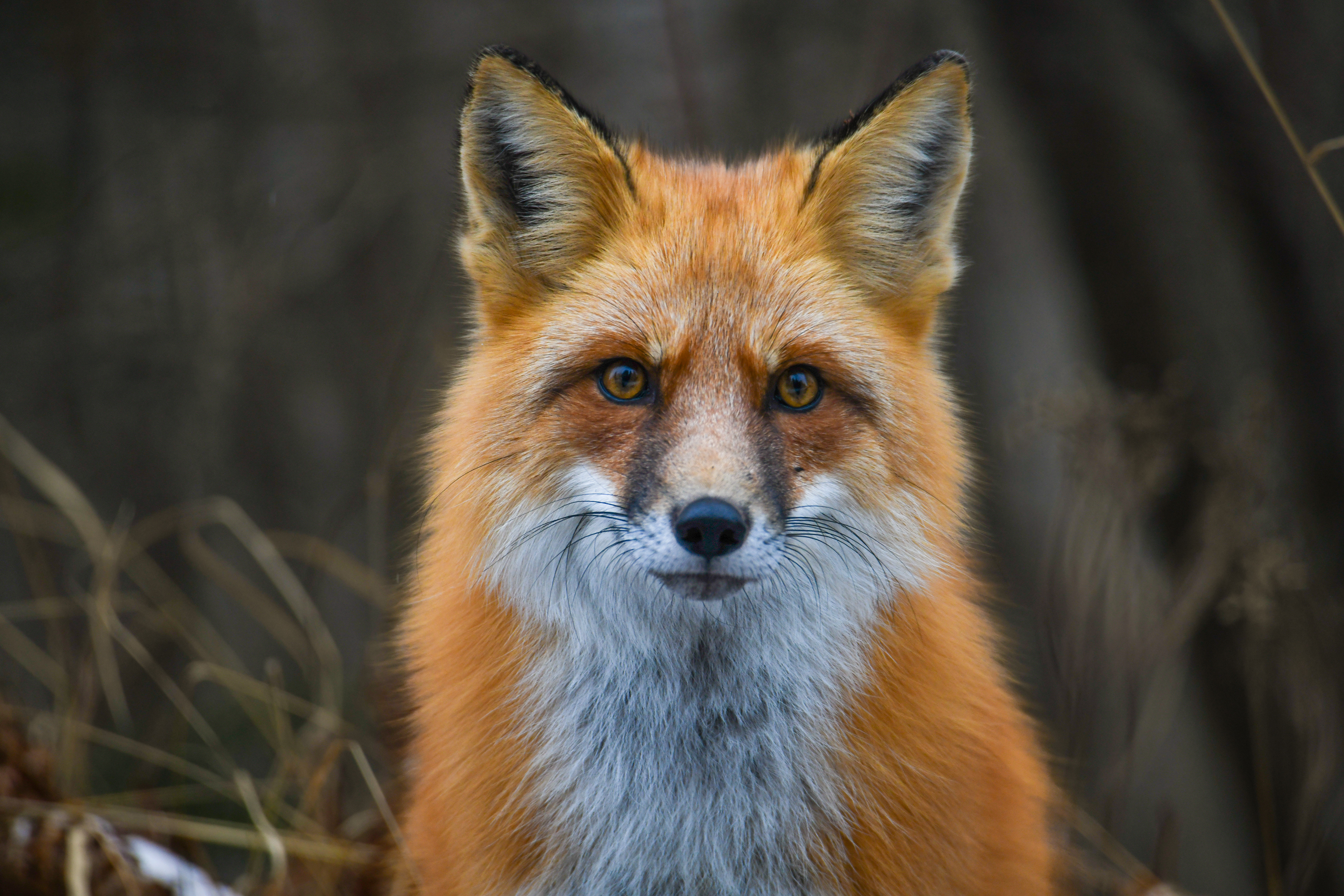 Fox 32
