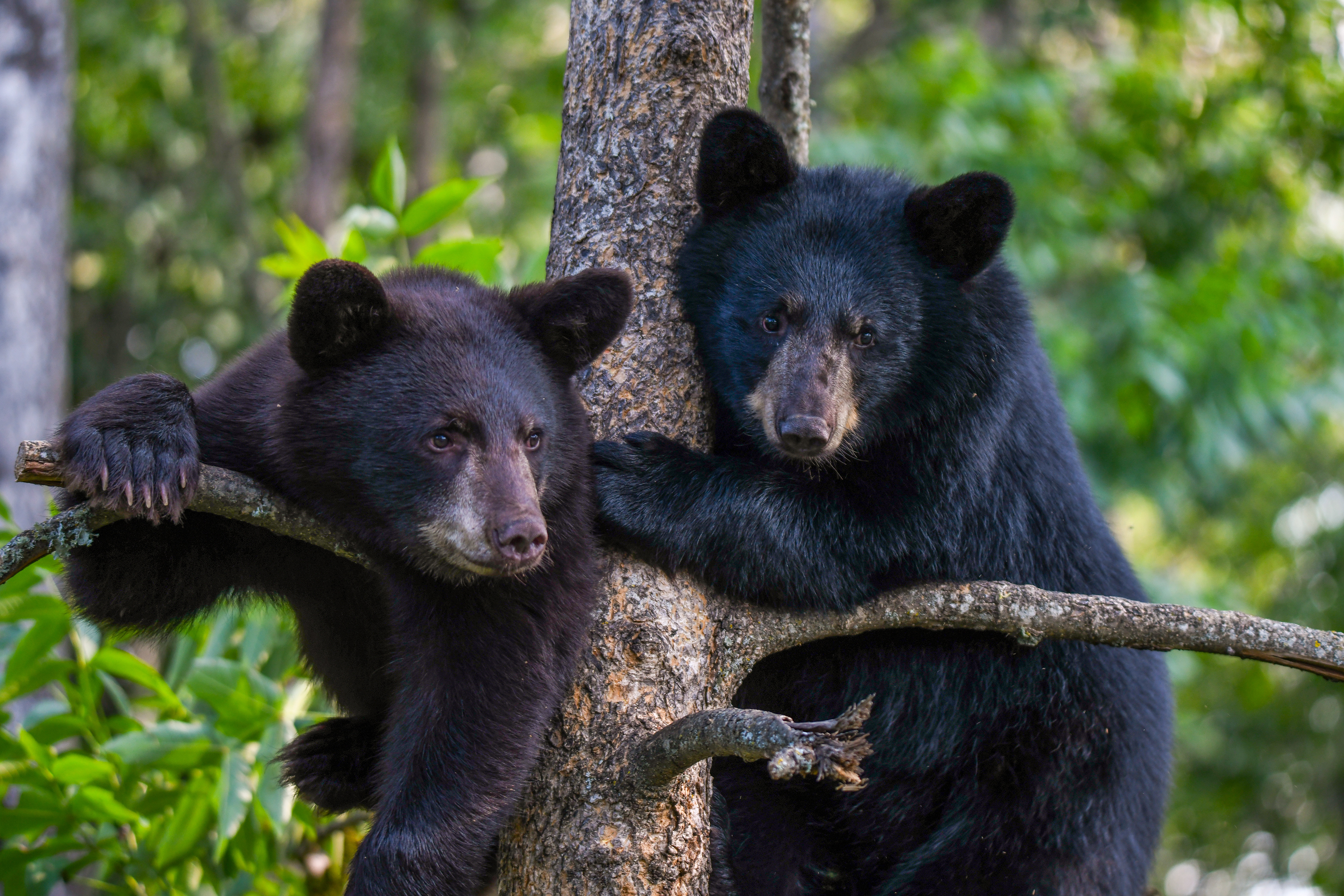Cub 10