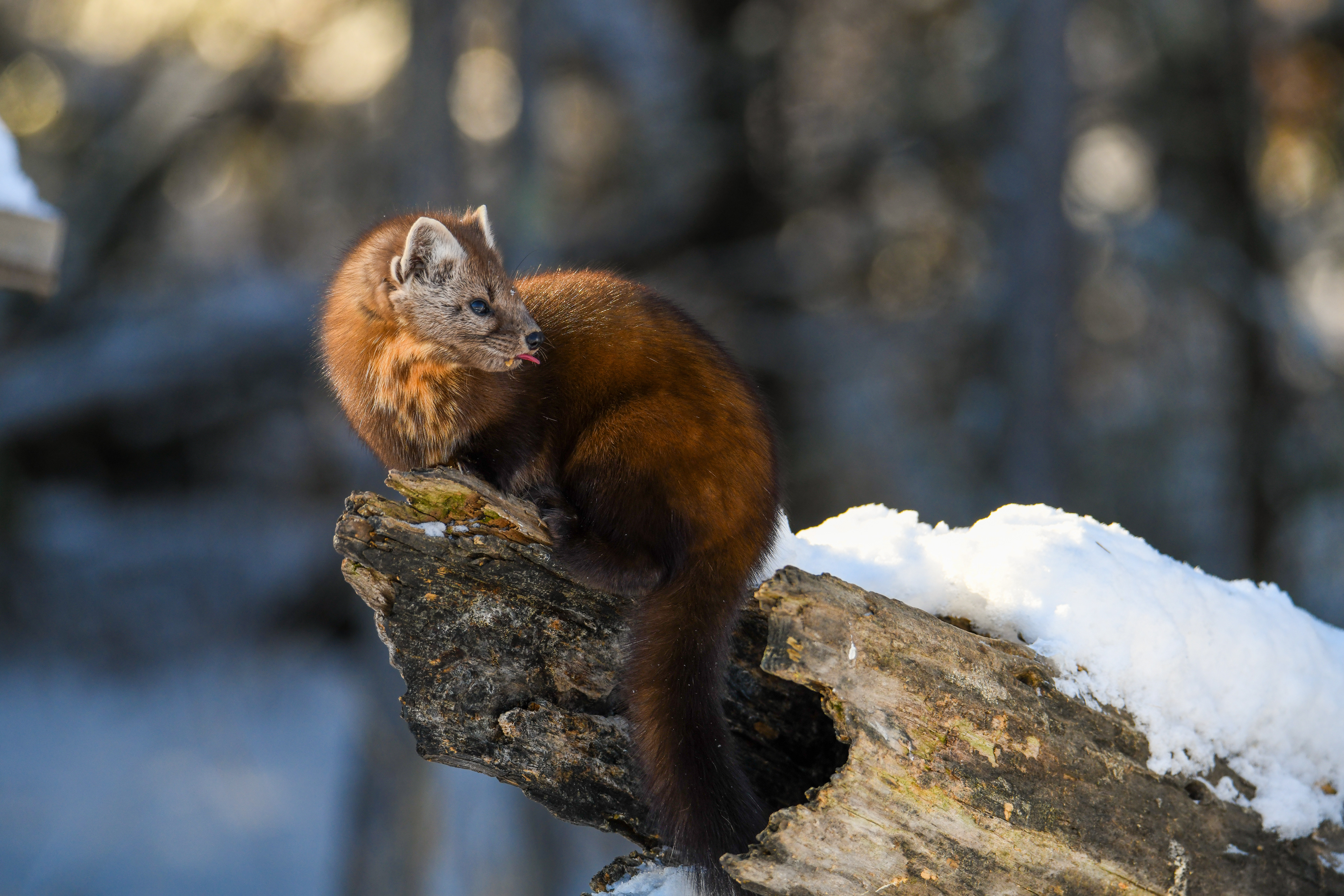 Pine Marten 8