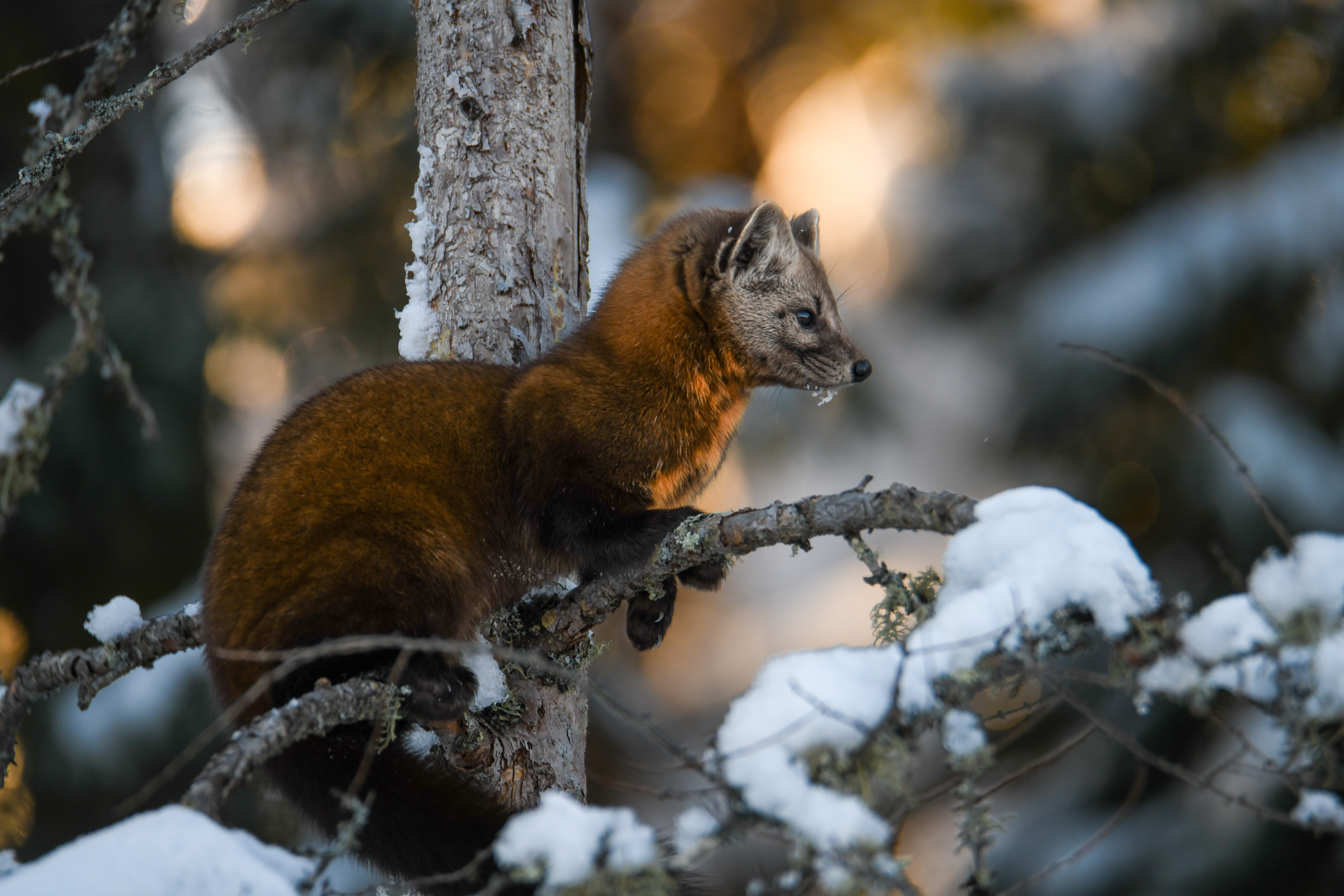 Pine Marten 19