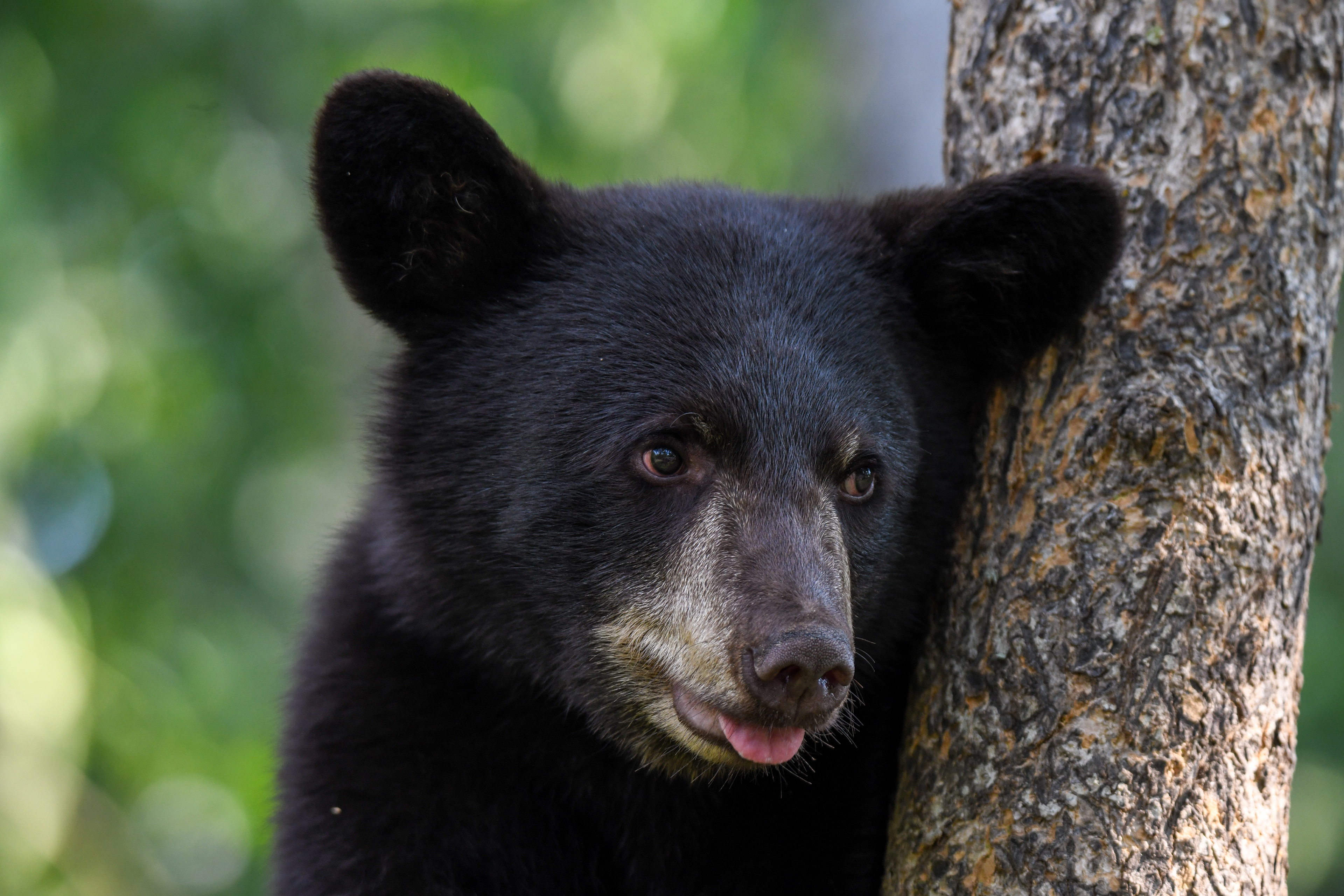 Cub 1