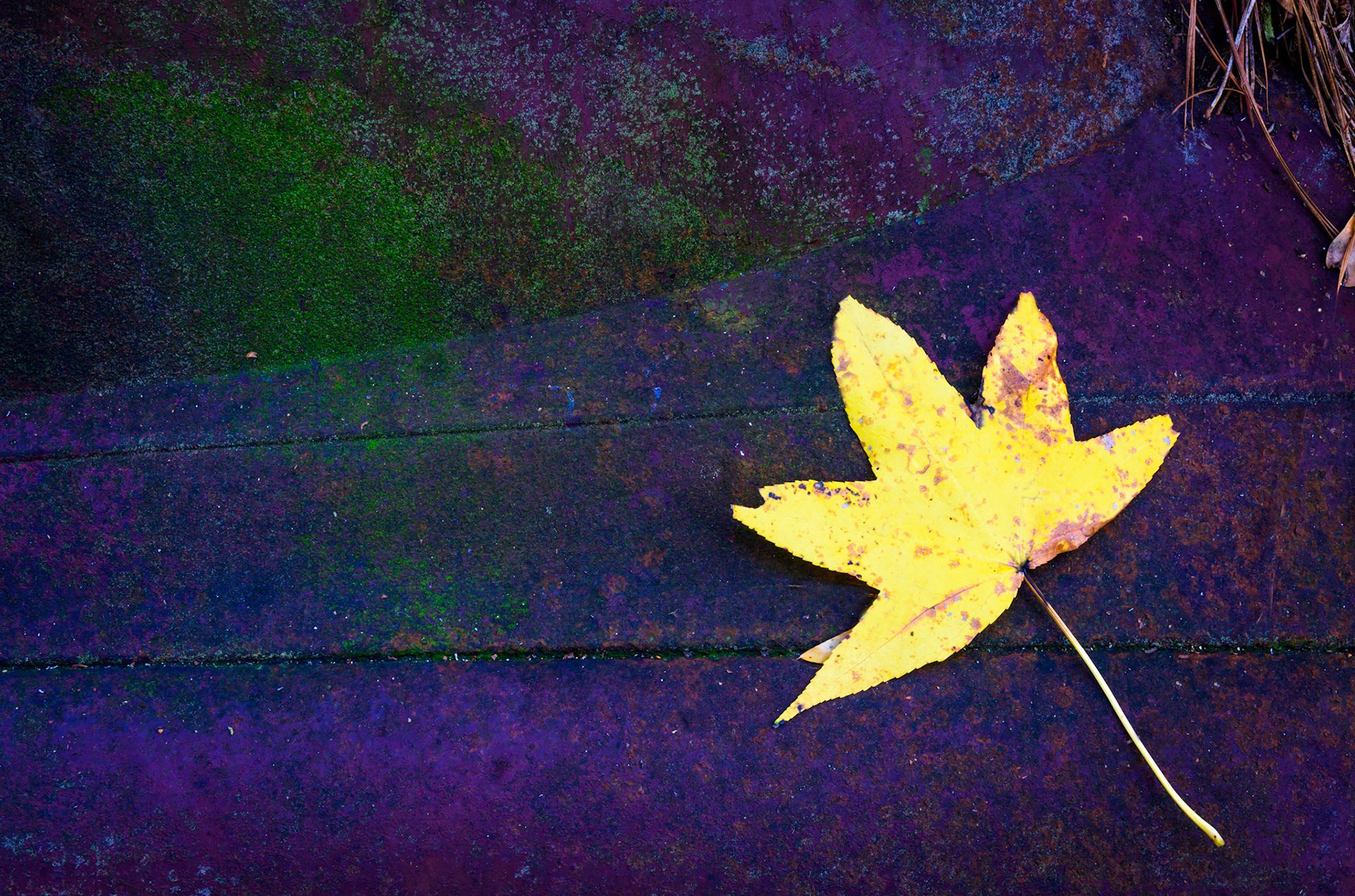 Yellow &amp; Purple