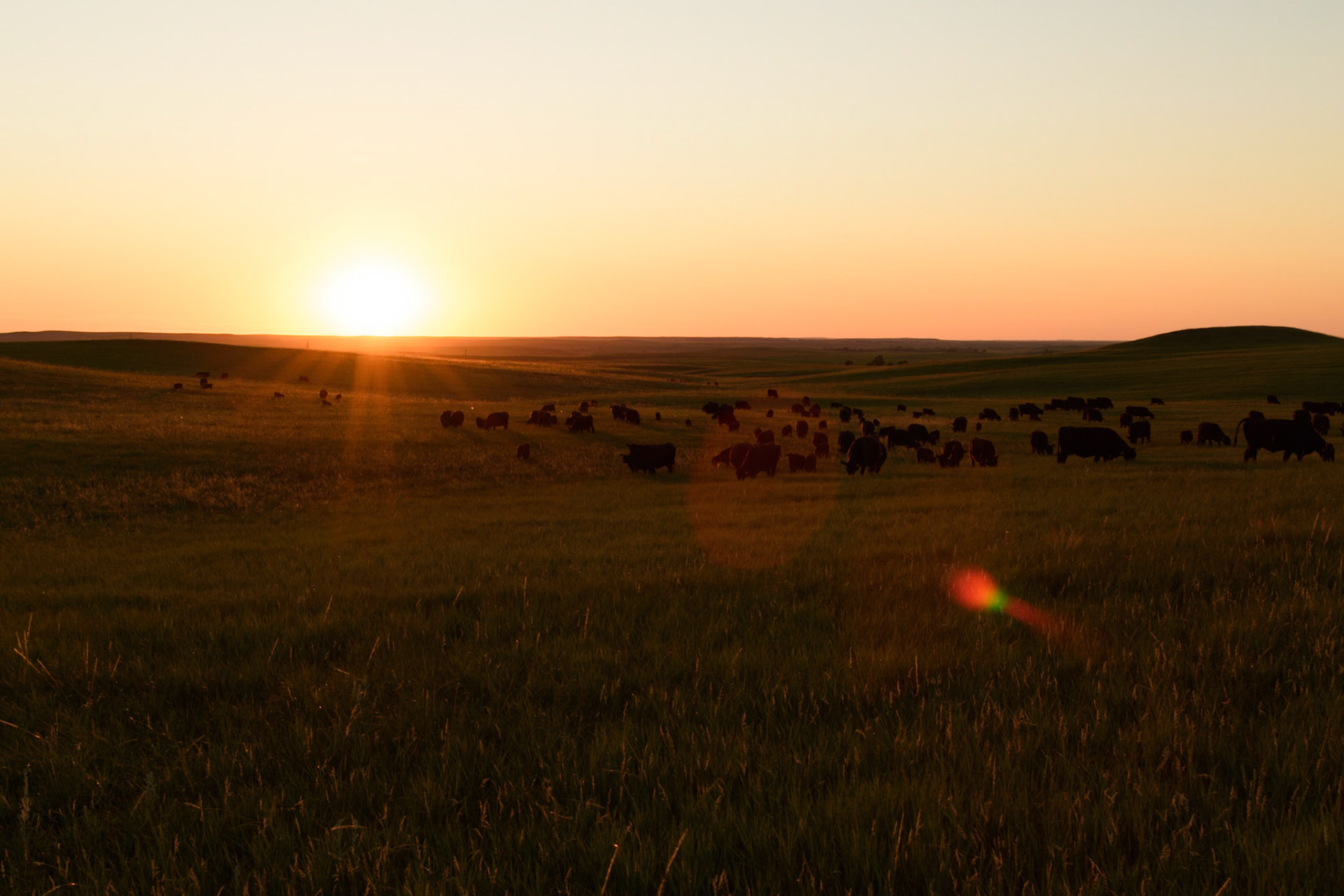 Yep, when you're on the grasslands a herd of cattle may just graze through camp.
