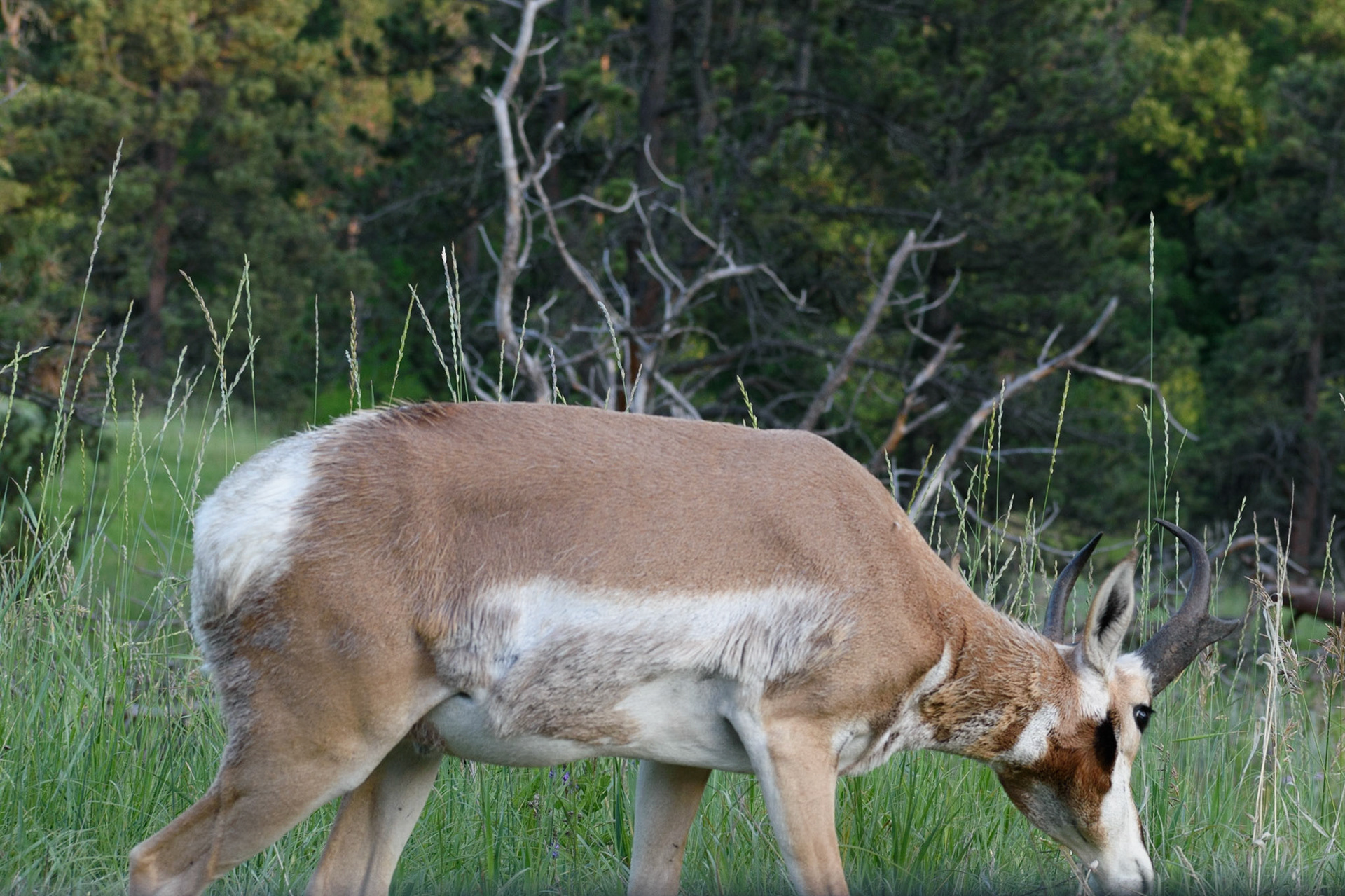 This pronghorn was so close to the car that I could not get its legs in the shot. The dark blur along the bottom is the passenger side window.