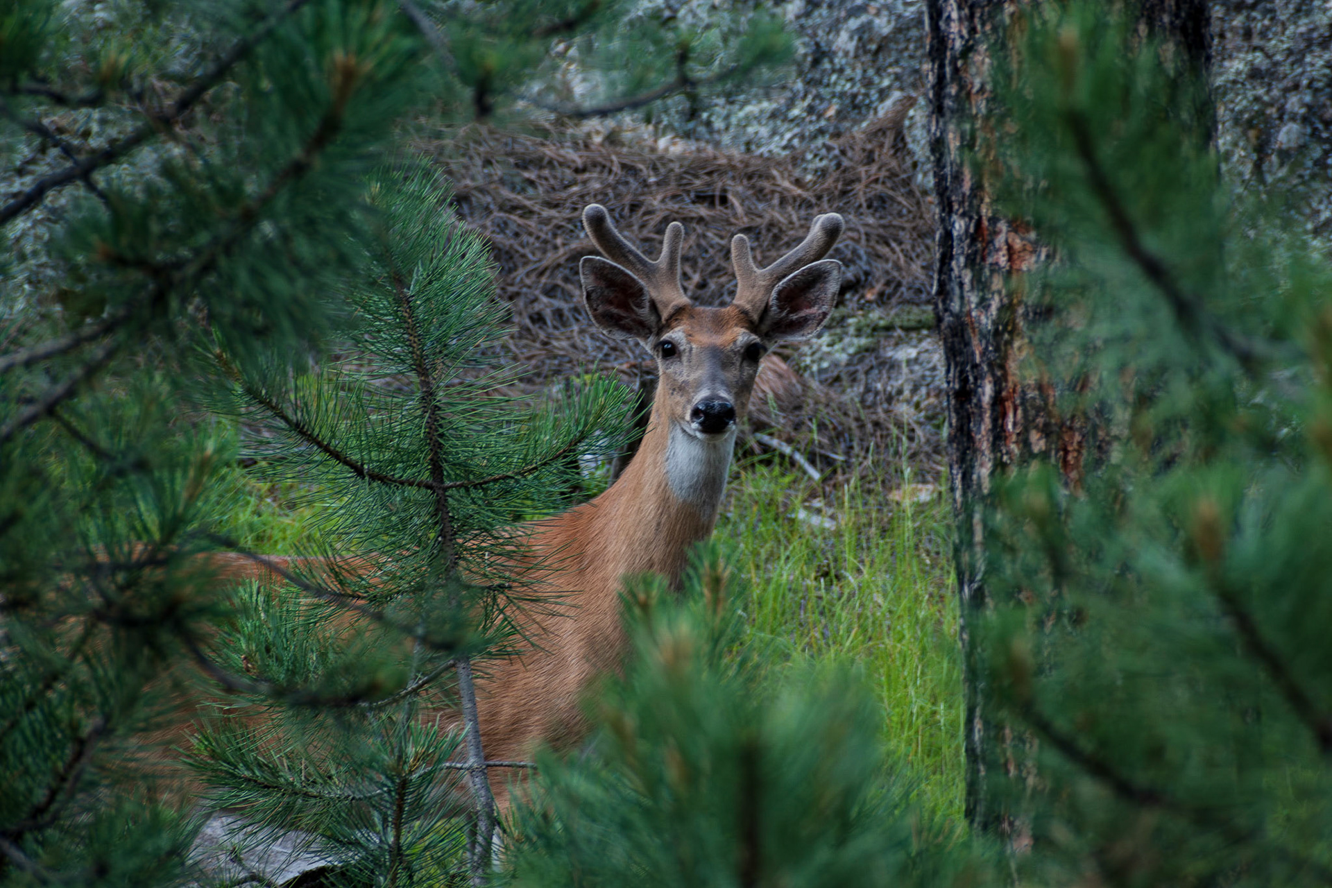 Awesome picture of this deer. The way the light hits his velvet and fur on his ears makes him pop out of the background.