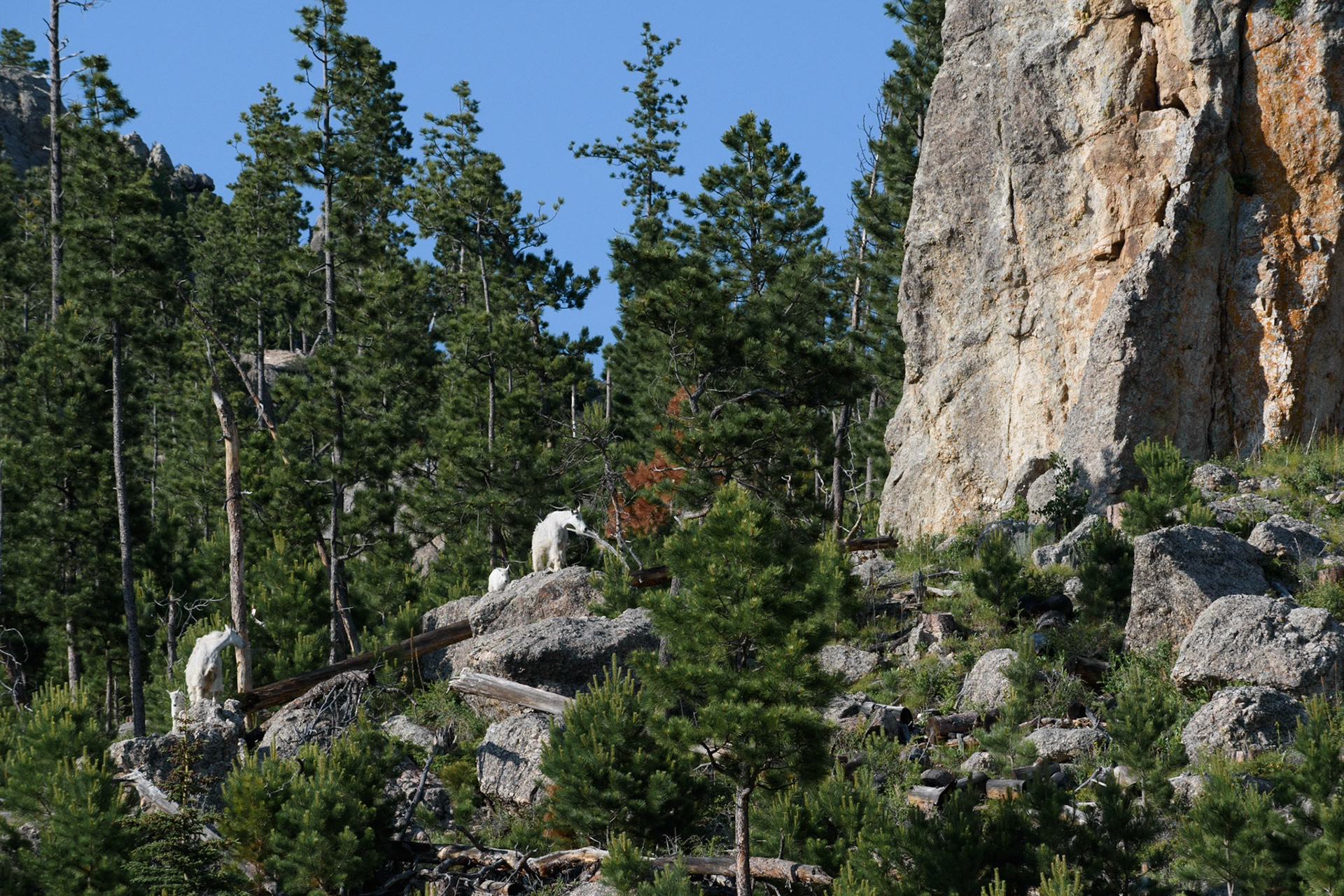 Don't just look out from the overview areas! Turn around and look up. You may get lucky and see some mountain goats and their kids.