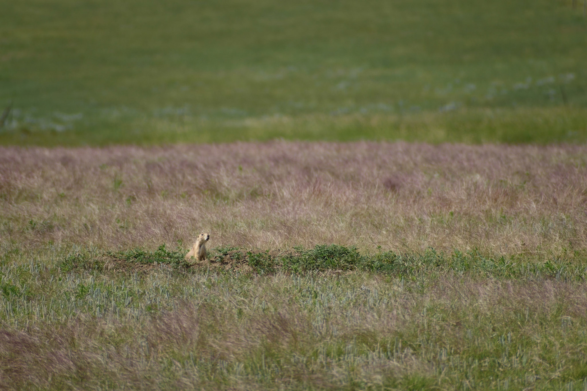 Went looking for cows with the kids and found lots of prairie dogs. Ranchers really hate these cute little fellas.