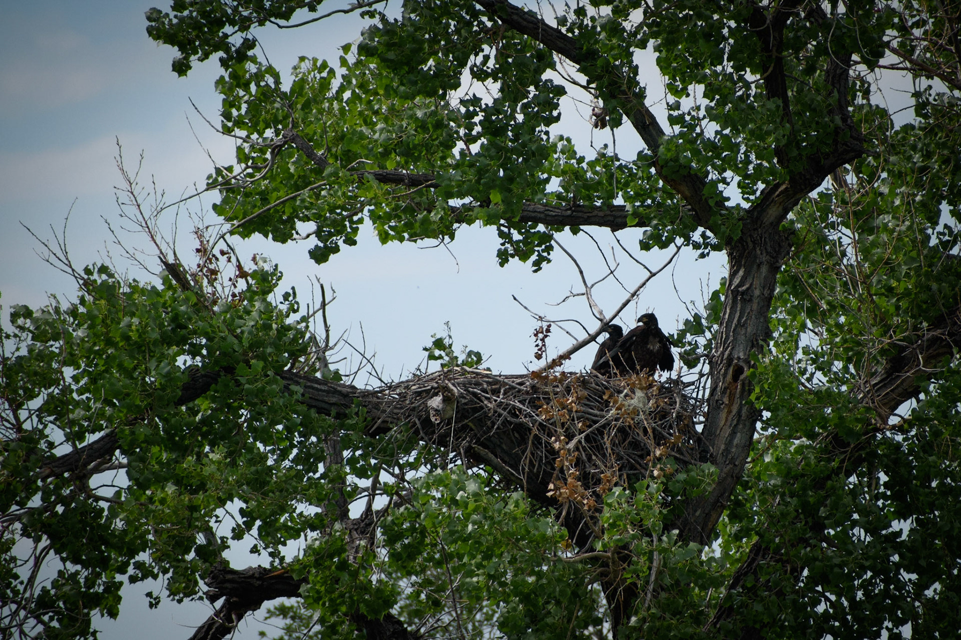 Now we know why the eagles were flying around! My wife thought there were vultures in a nest. After taking a picture with the zoom lens and zooming in more on camera I realized they were eaglets! Time to back away and continue looking for cows further away.