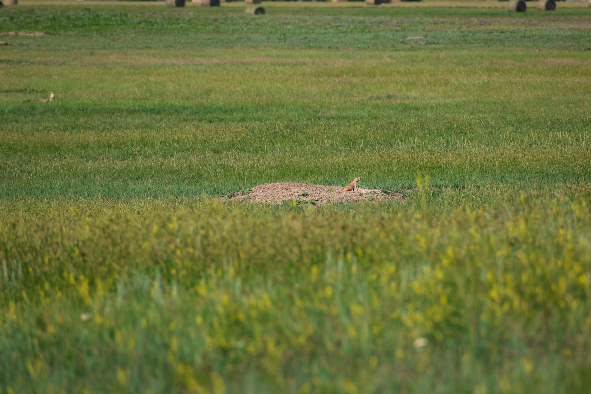 More crazy prairie dogs.