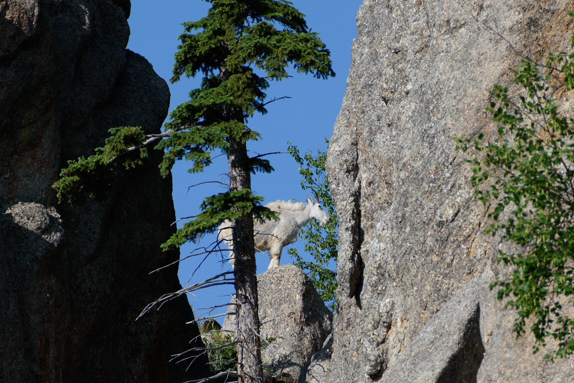 Watch for the white coats and them jumping around on the rocks.