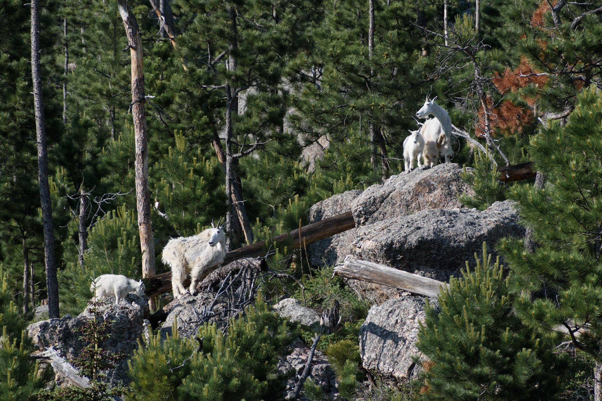 They seem to like the views as much as the tourists.