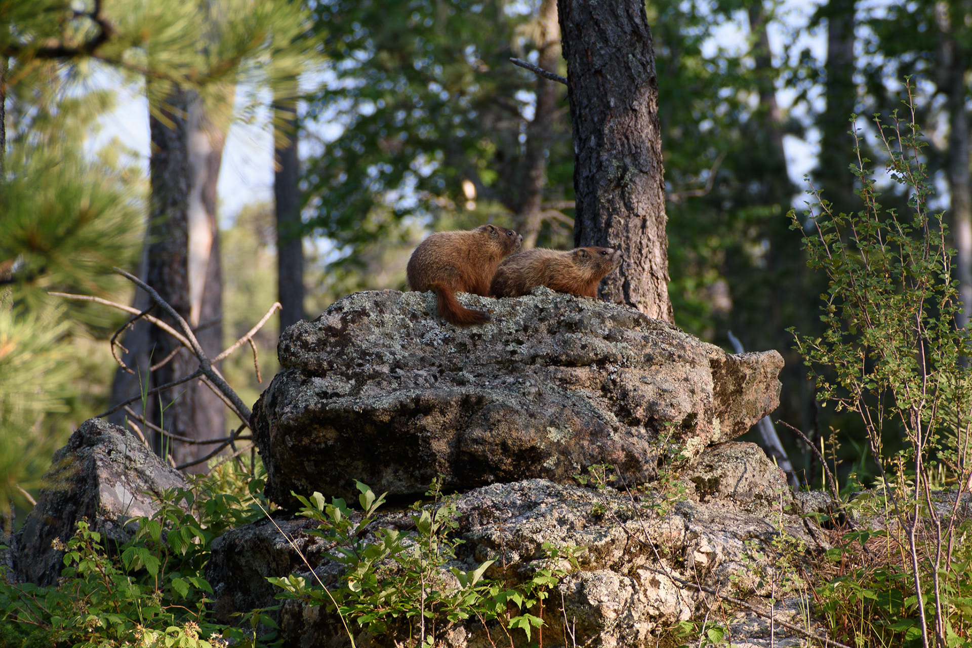 These little fellas were just enjoying the sun on their rock. Yellow-bellied marmots according to the Seek app on my phone.