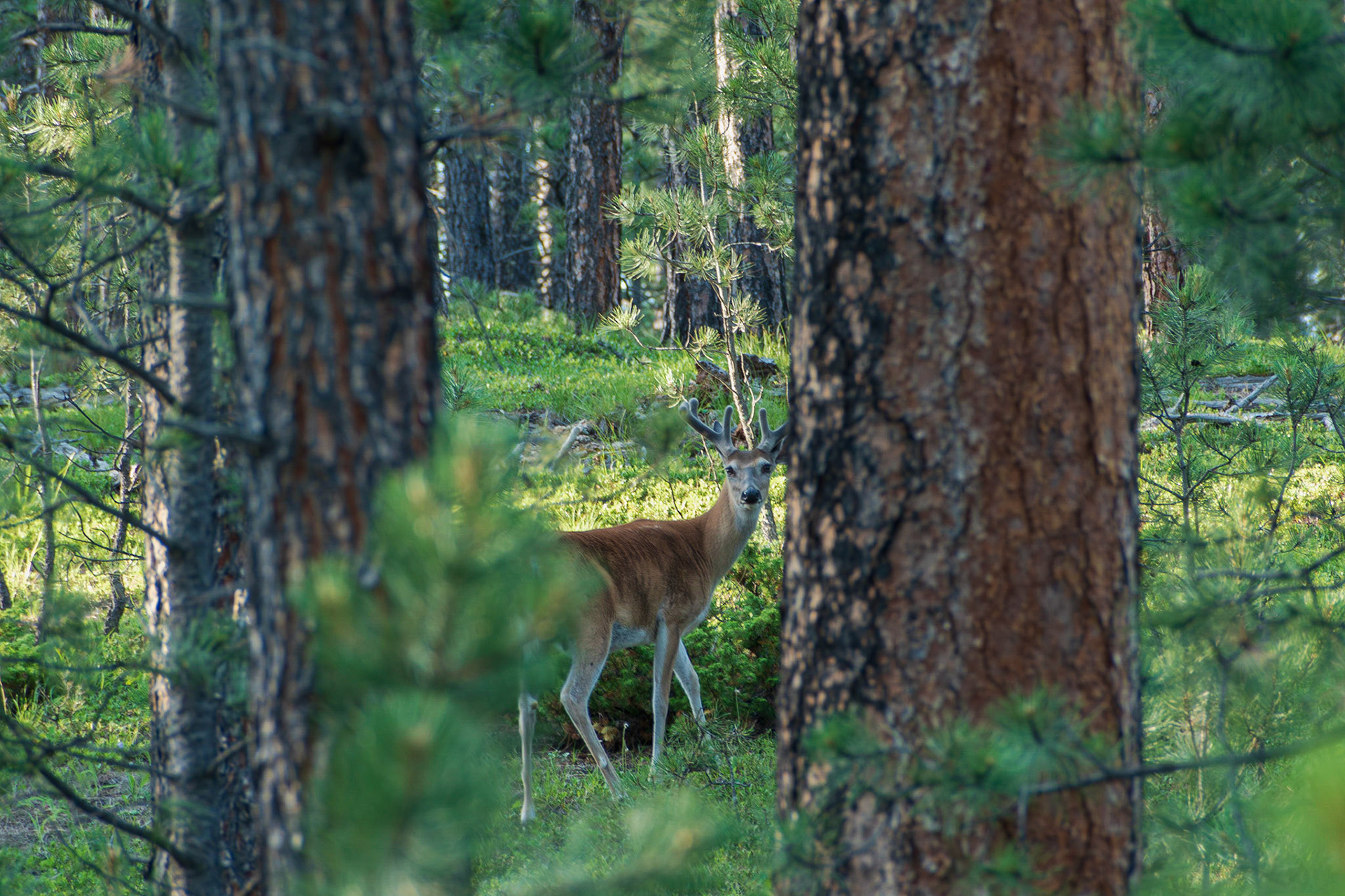 Wow! A deer in velvet.