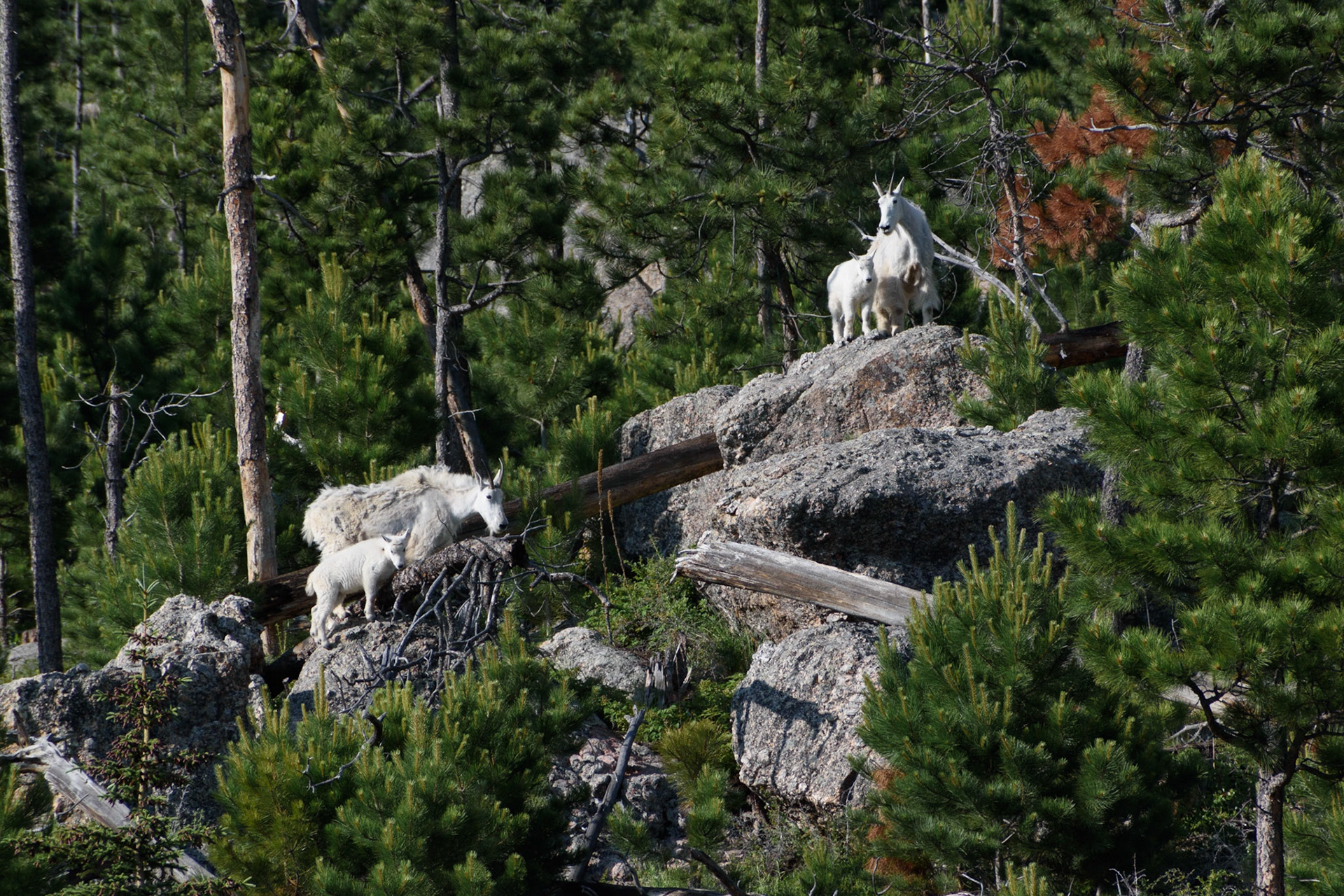 Those white coats are what give them away as you look at the mountains.