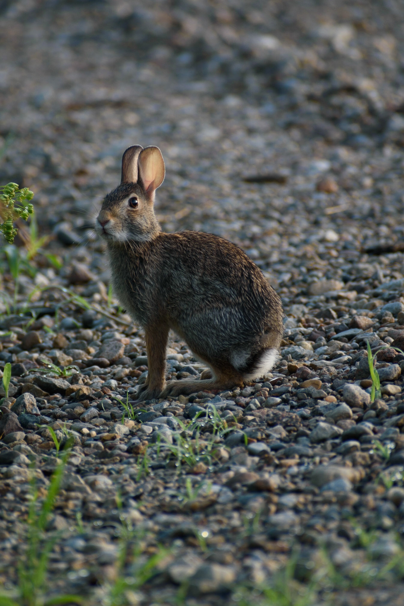 This little bunny likes to pose for the camera.