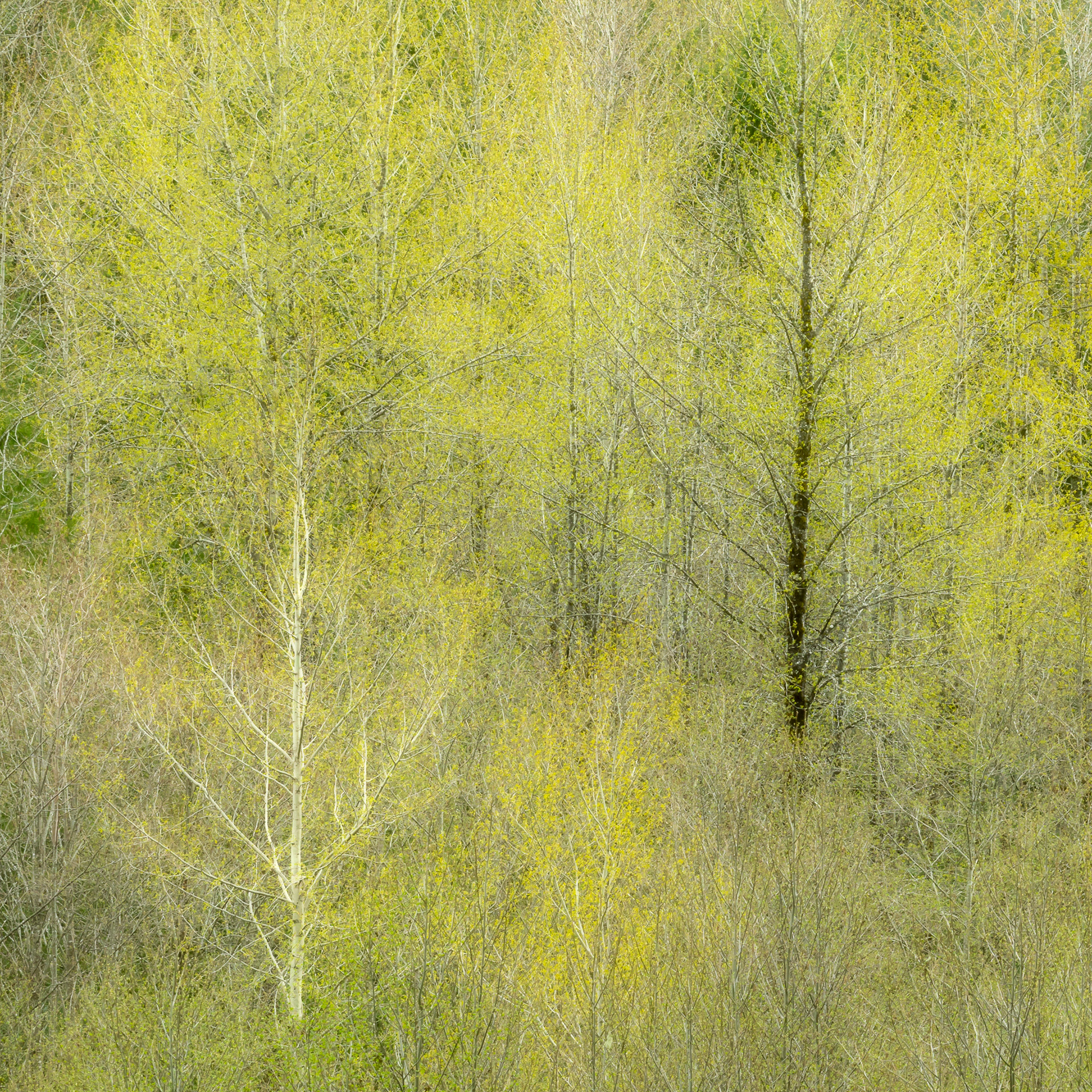 Contrasts of Spring | Federation Forest (2020)