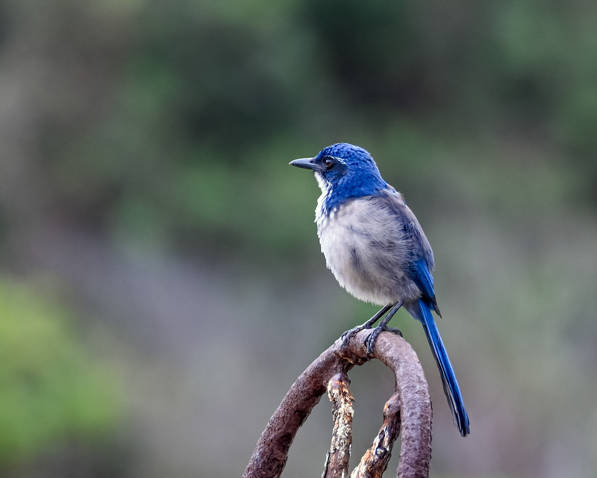 island scrub jay