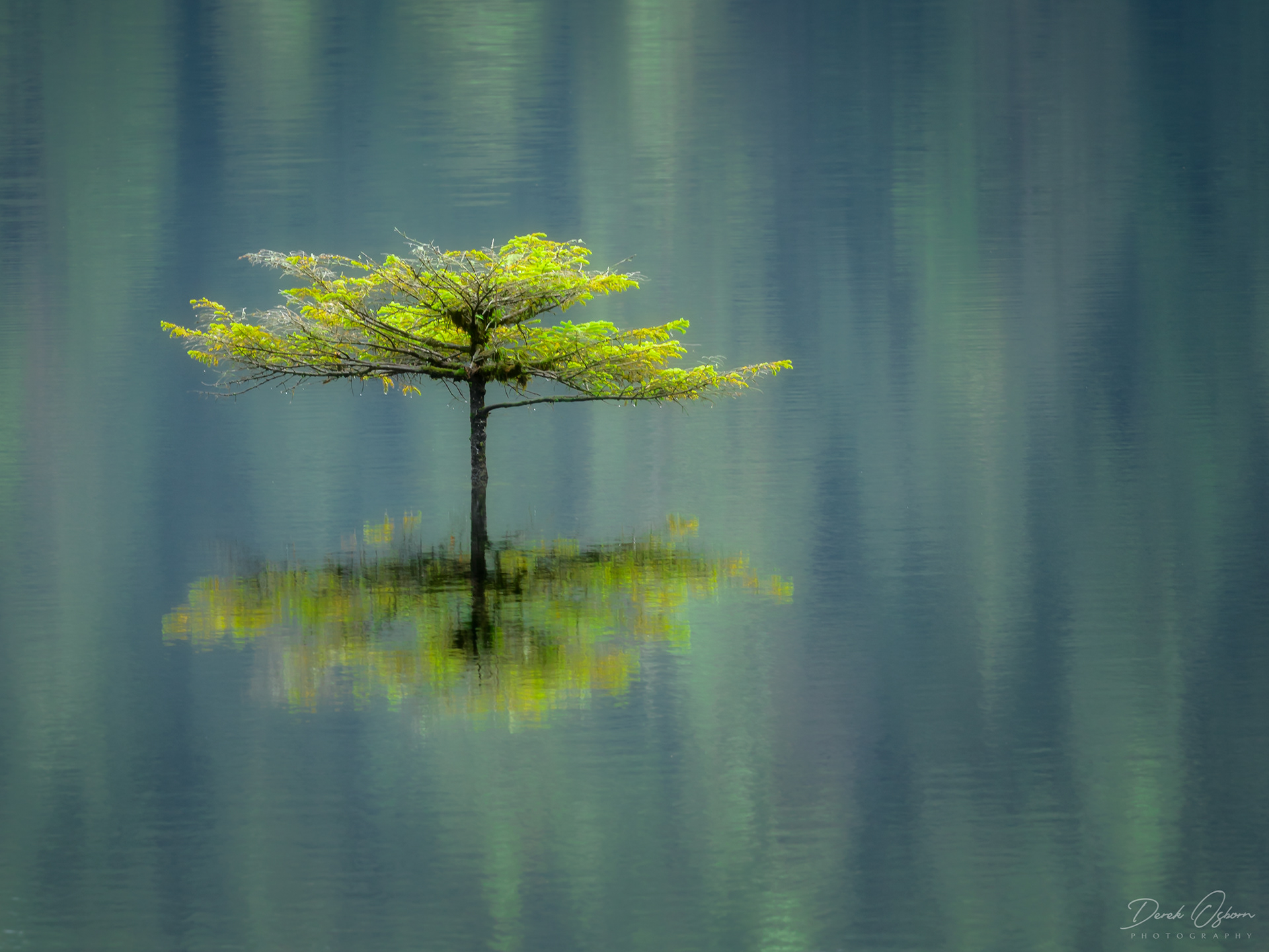 Woodsprite | Vancouver Island, British Columbia (2019)