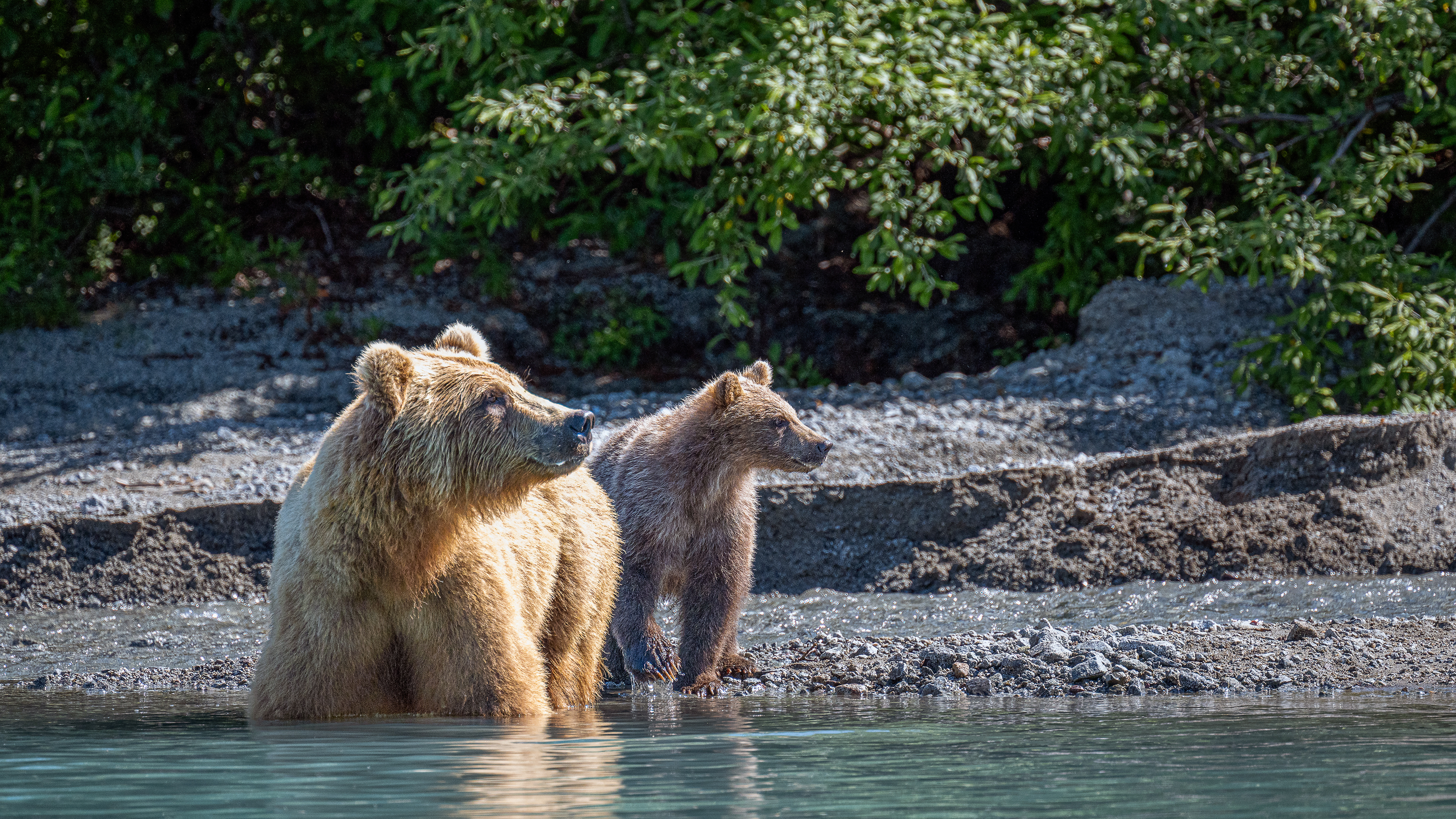 Intruder Alert | Lake Clark National Park (2024) 