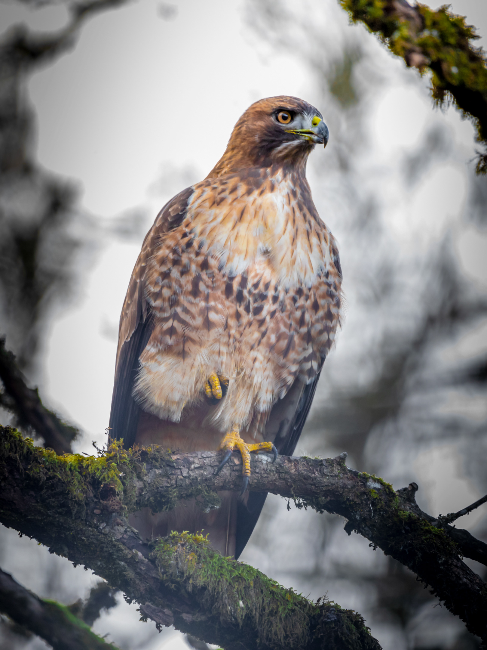 Hawkish | Ridgefield, Washington (2020)