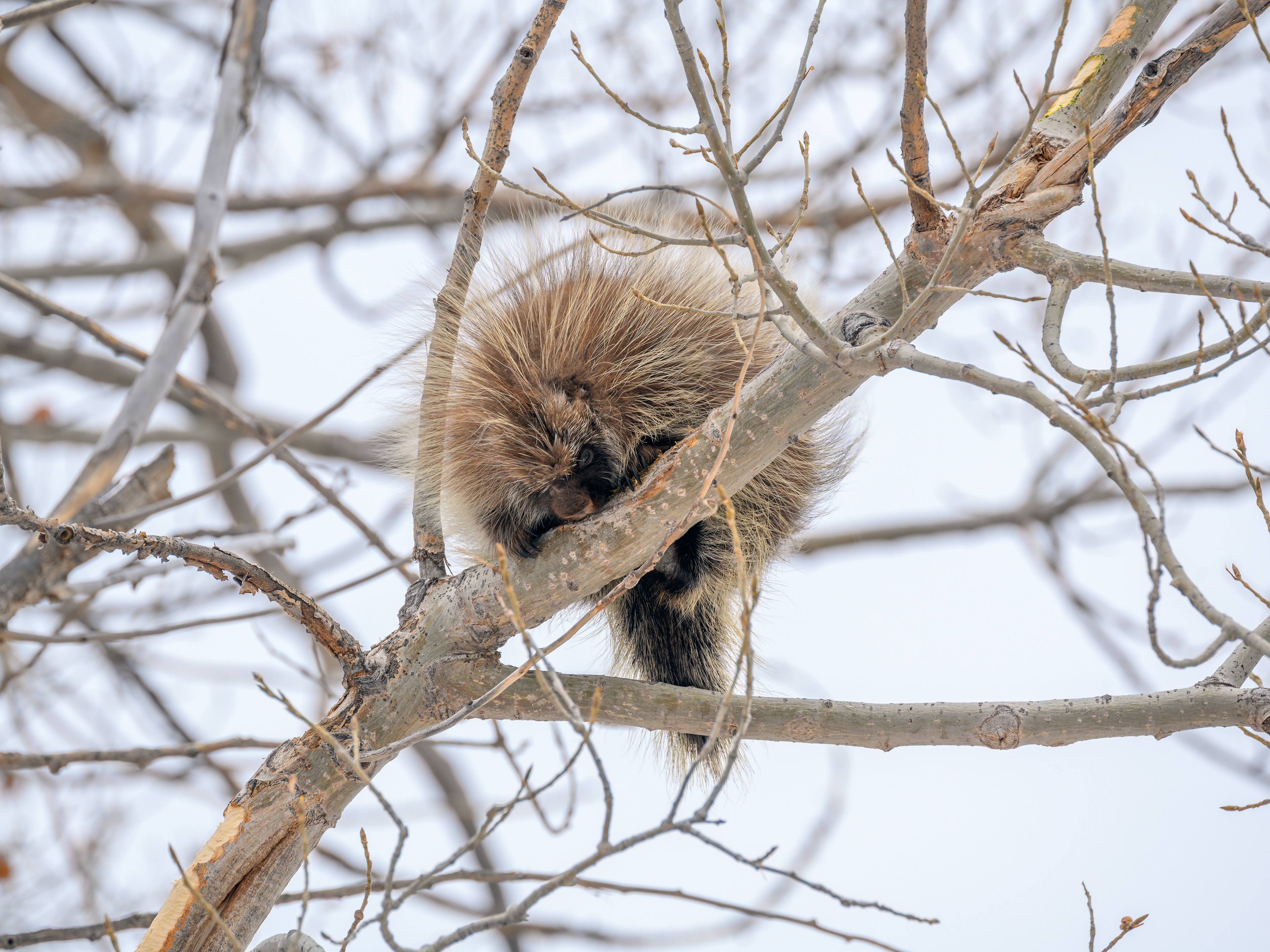 North American Porcupine