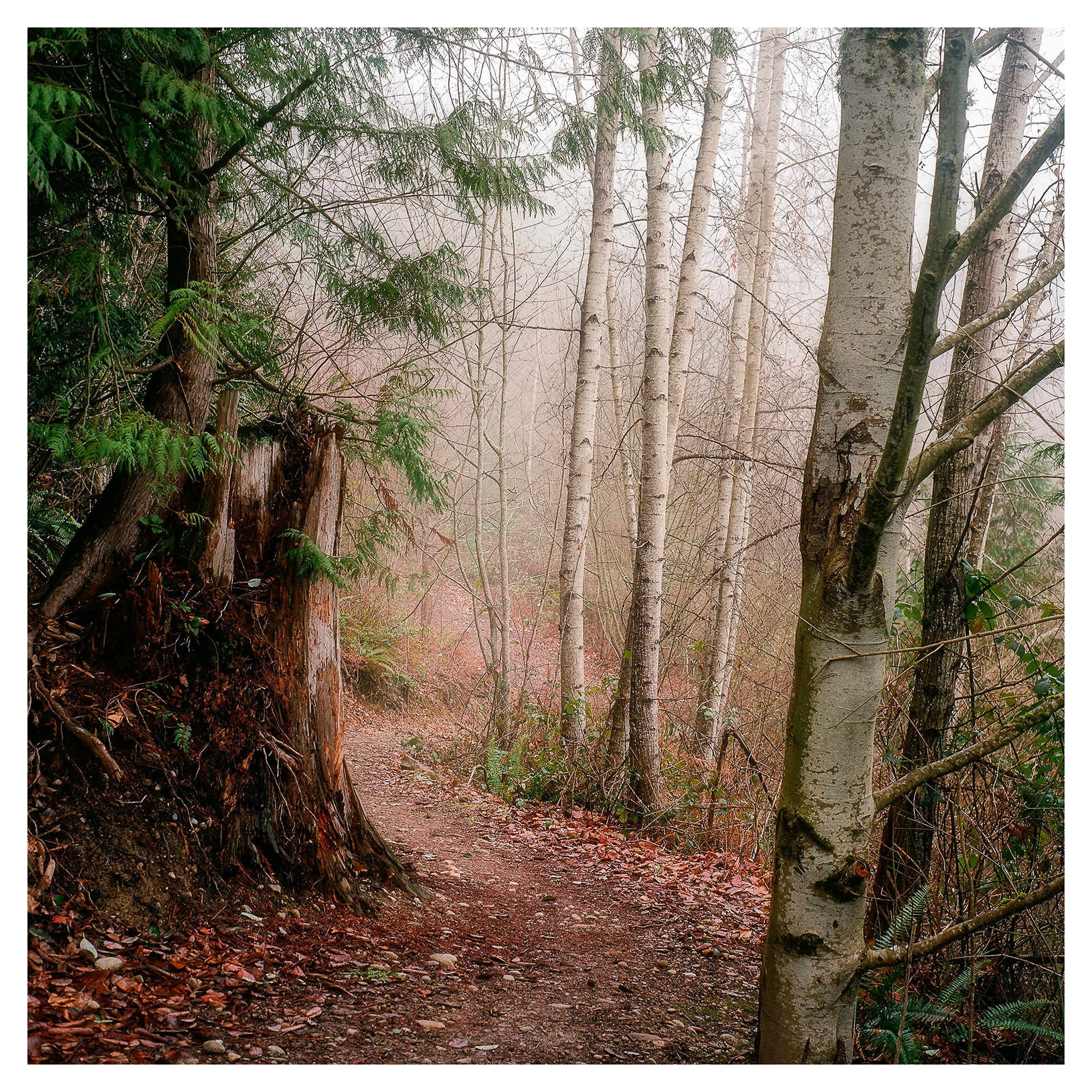 Sky Island Trail