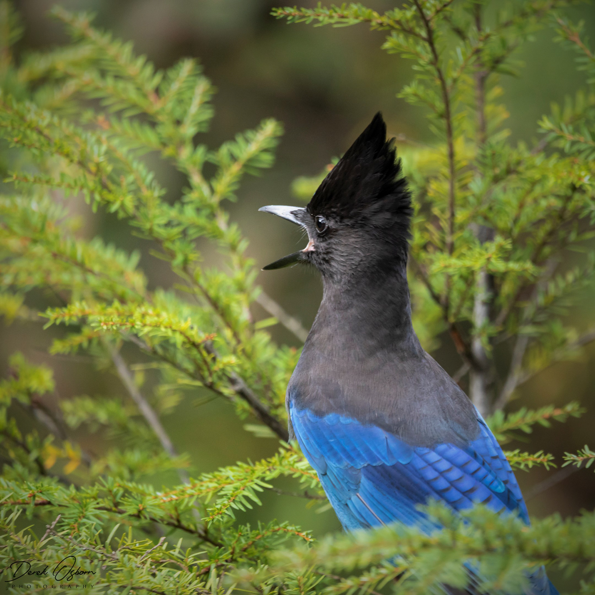 Stellar's jay | Vancouver Island, Canada (2019)