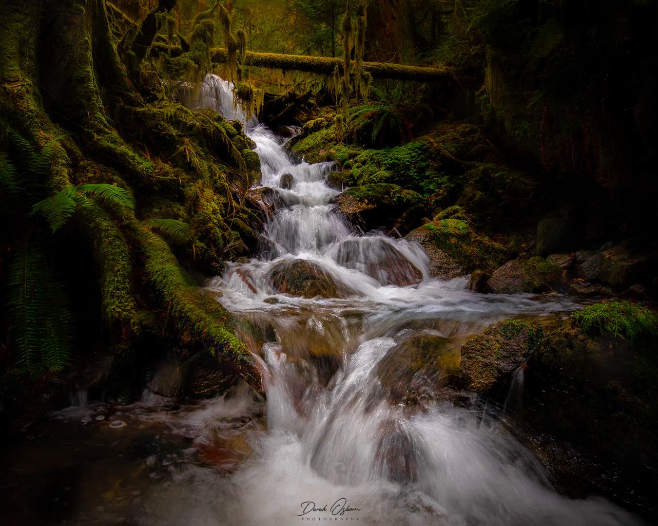 Rooted | Mount Rainier National Park (2018)