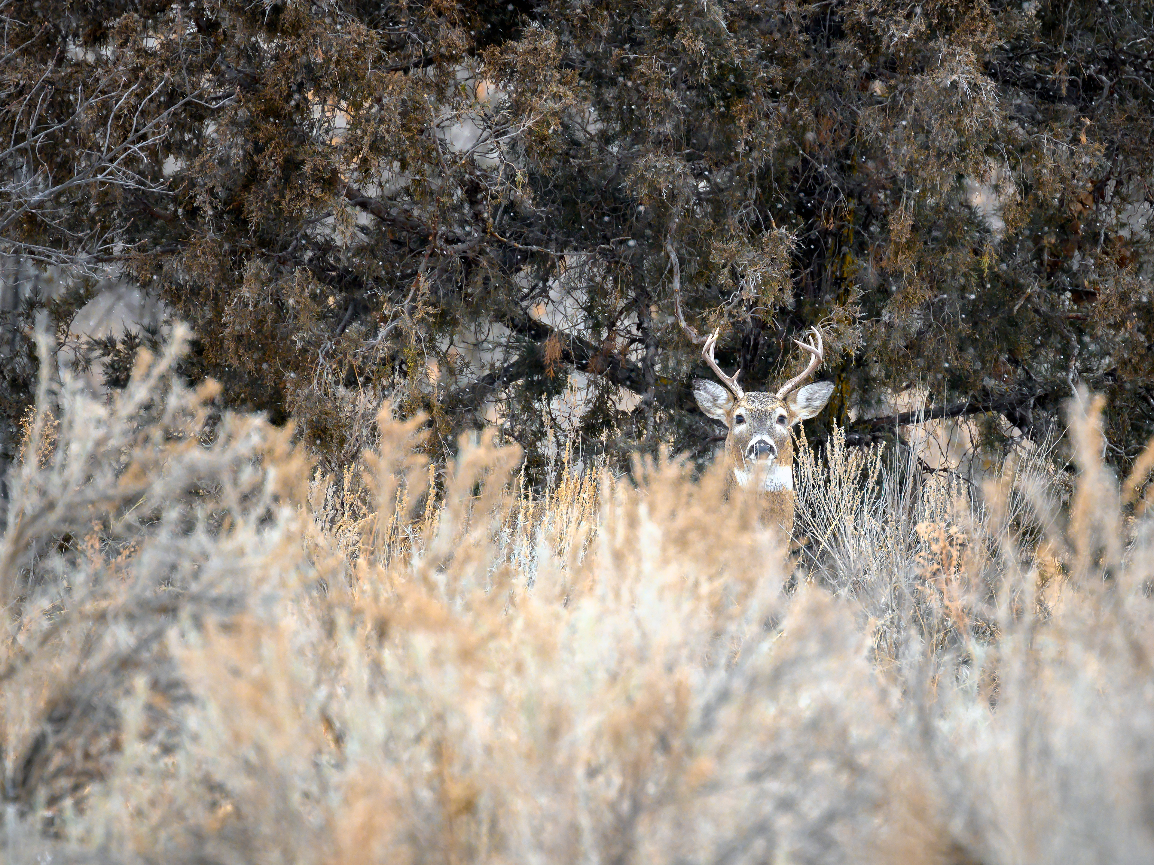 White-tailed Deer
