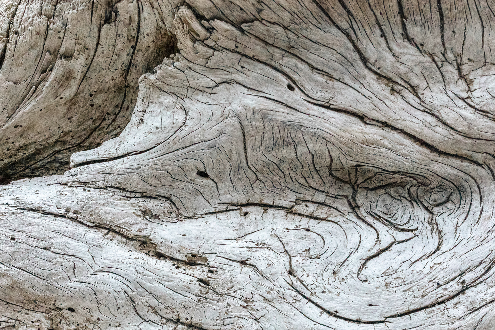 Third Beach Driftwood | Olympic National Park (2021)
