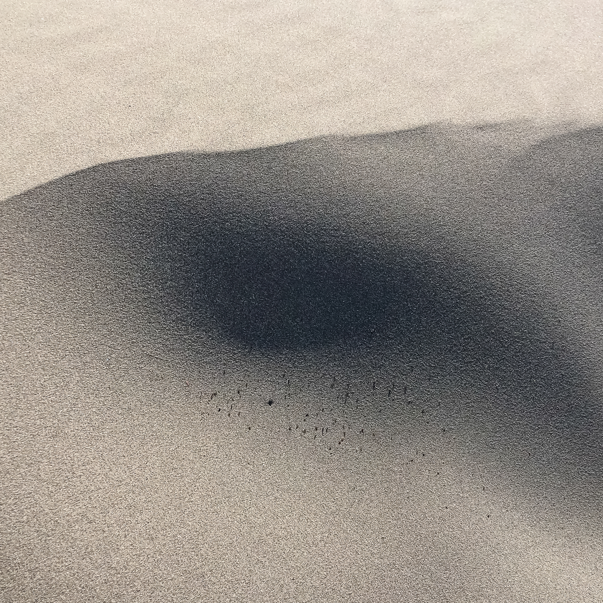 Sand Freckles  | Central Coast, Oregon (2021)