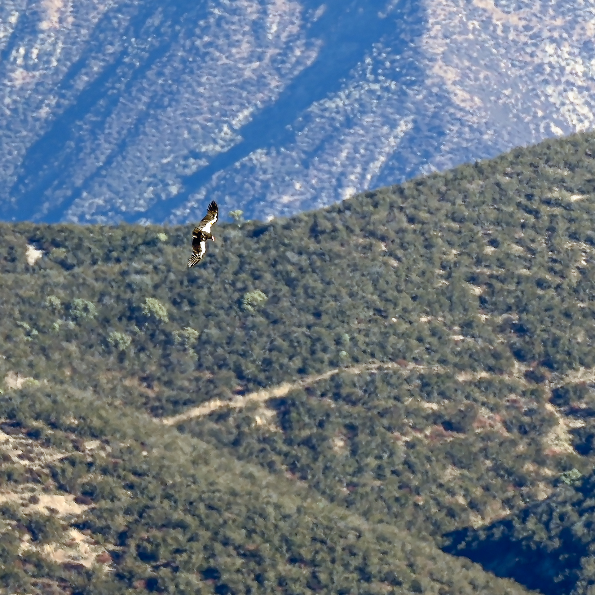 California condor I