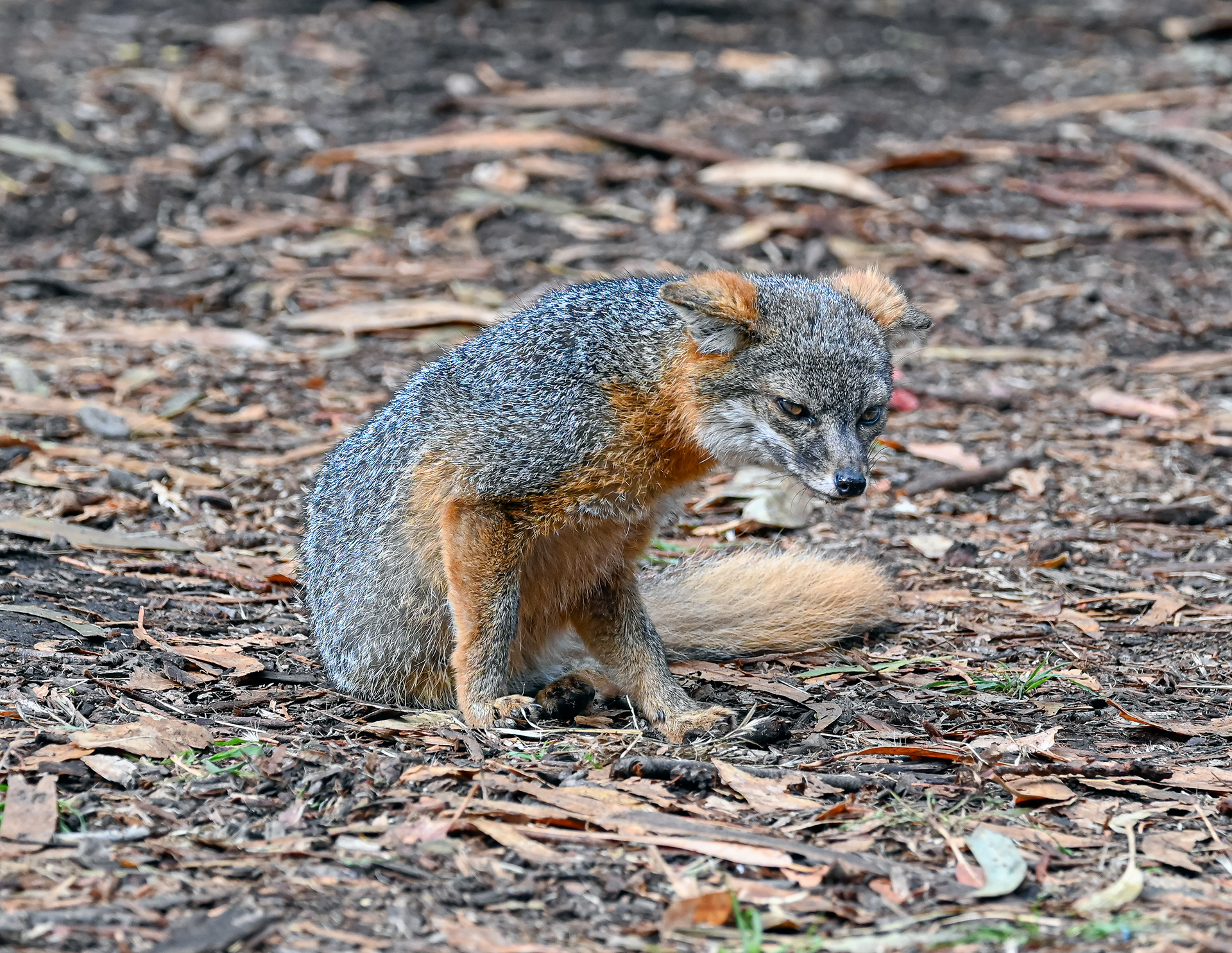 Island fox | Channel Islands National Park (2023)
