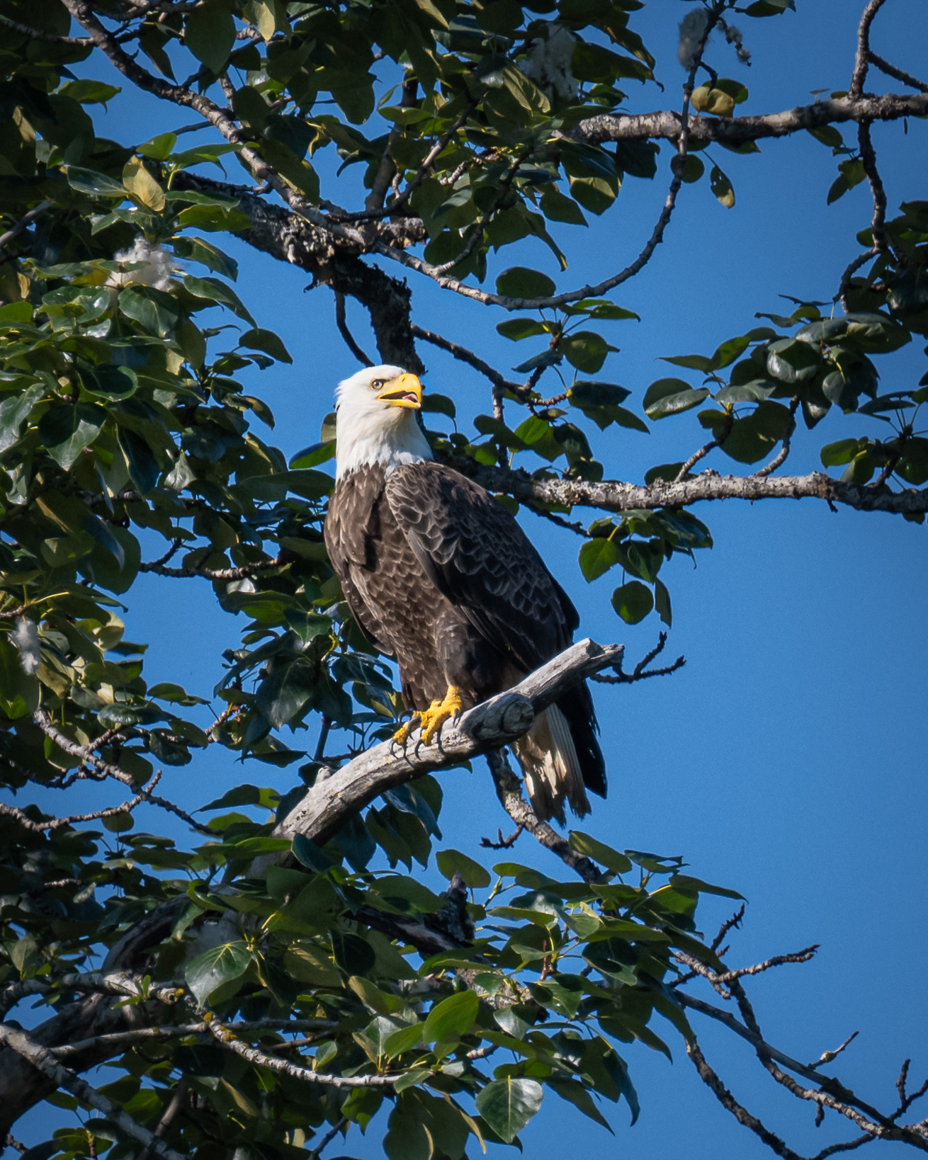 Above It All | Lake Clark National Park (2024) 