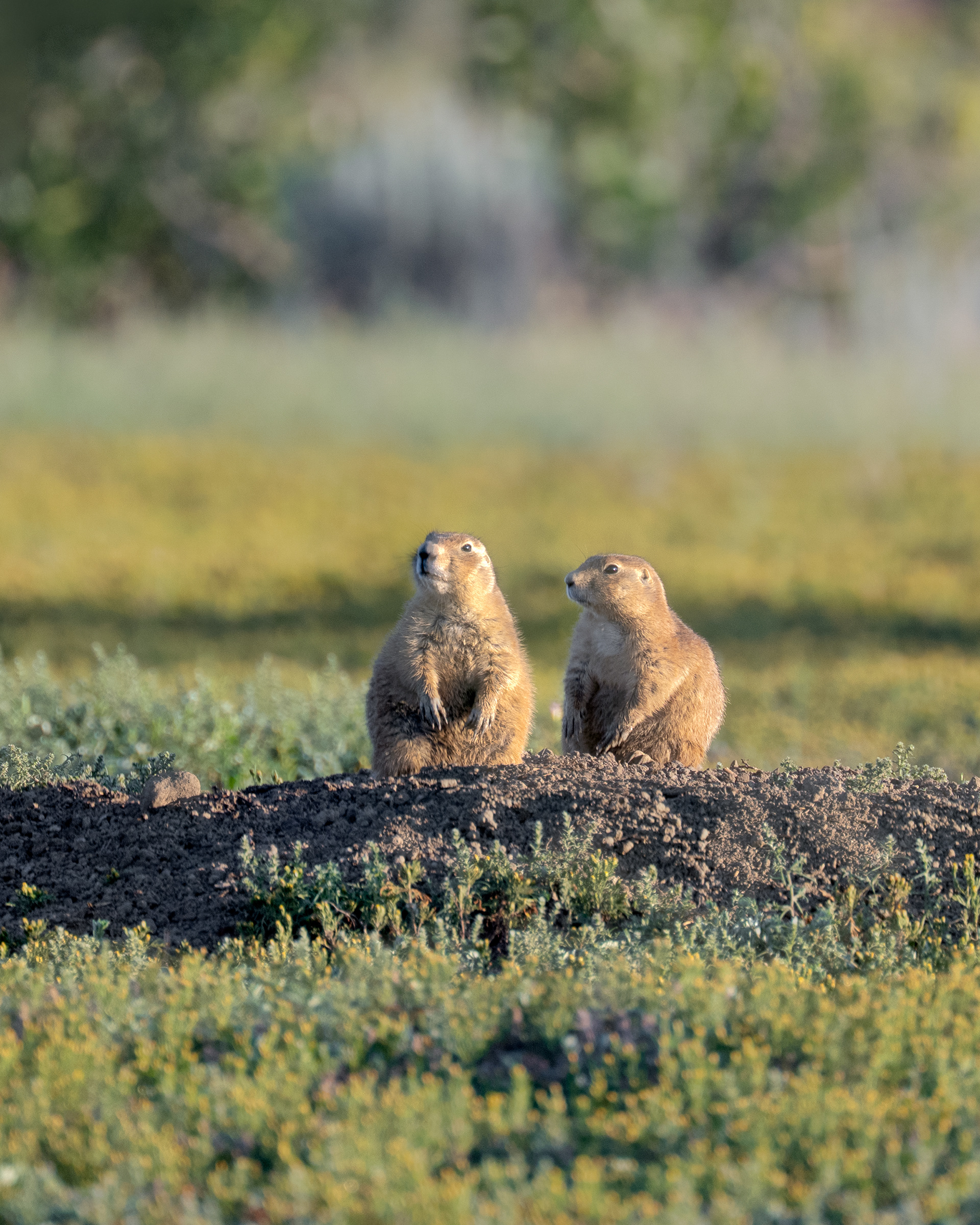 Prairies Dogs | Theodore Roosevelt National Park (2025)