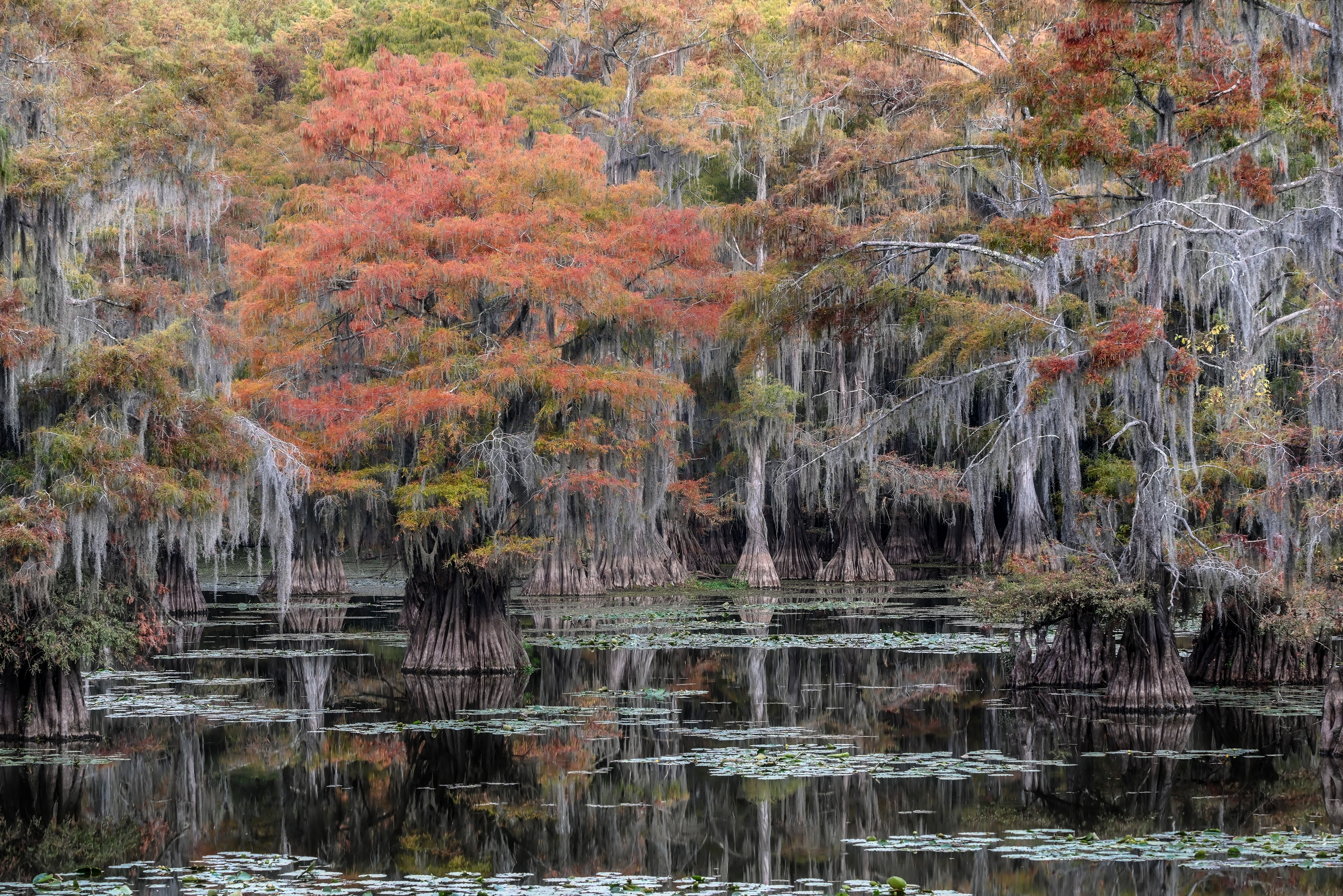Caddo | Caddo Lake (2024)