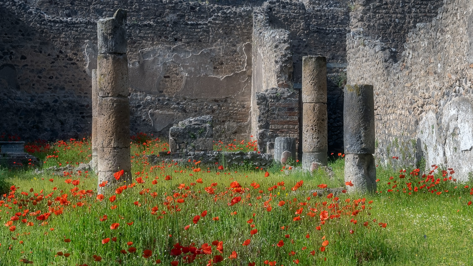 Poppies of Pompeii | Pompeii, Italy (2025)