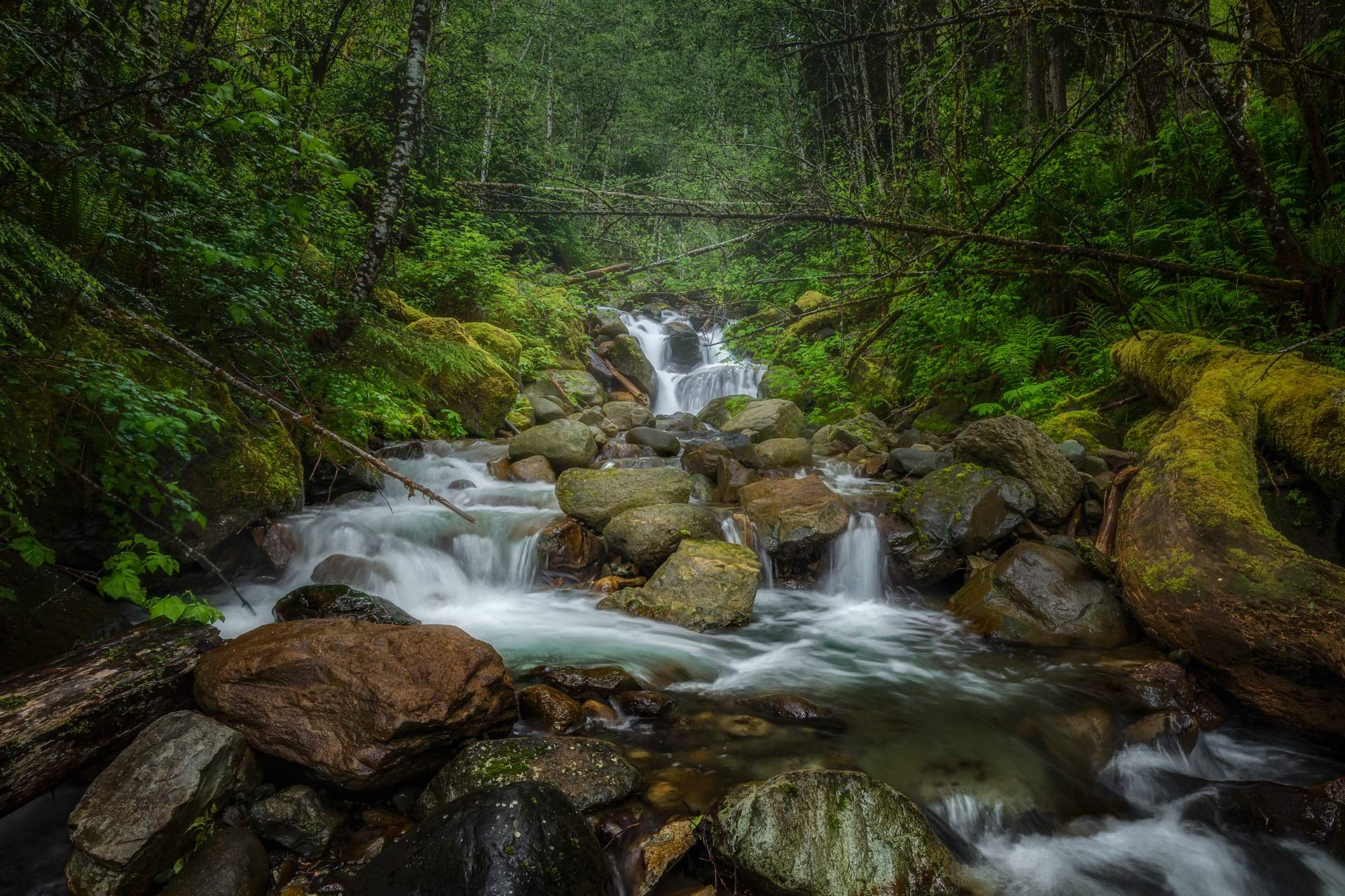 Serotonin Rising | Mount Rainier National Park (2021)