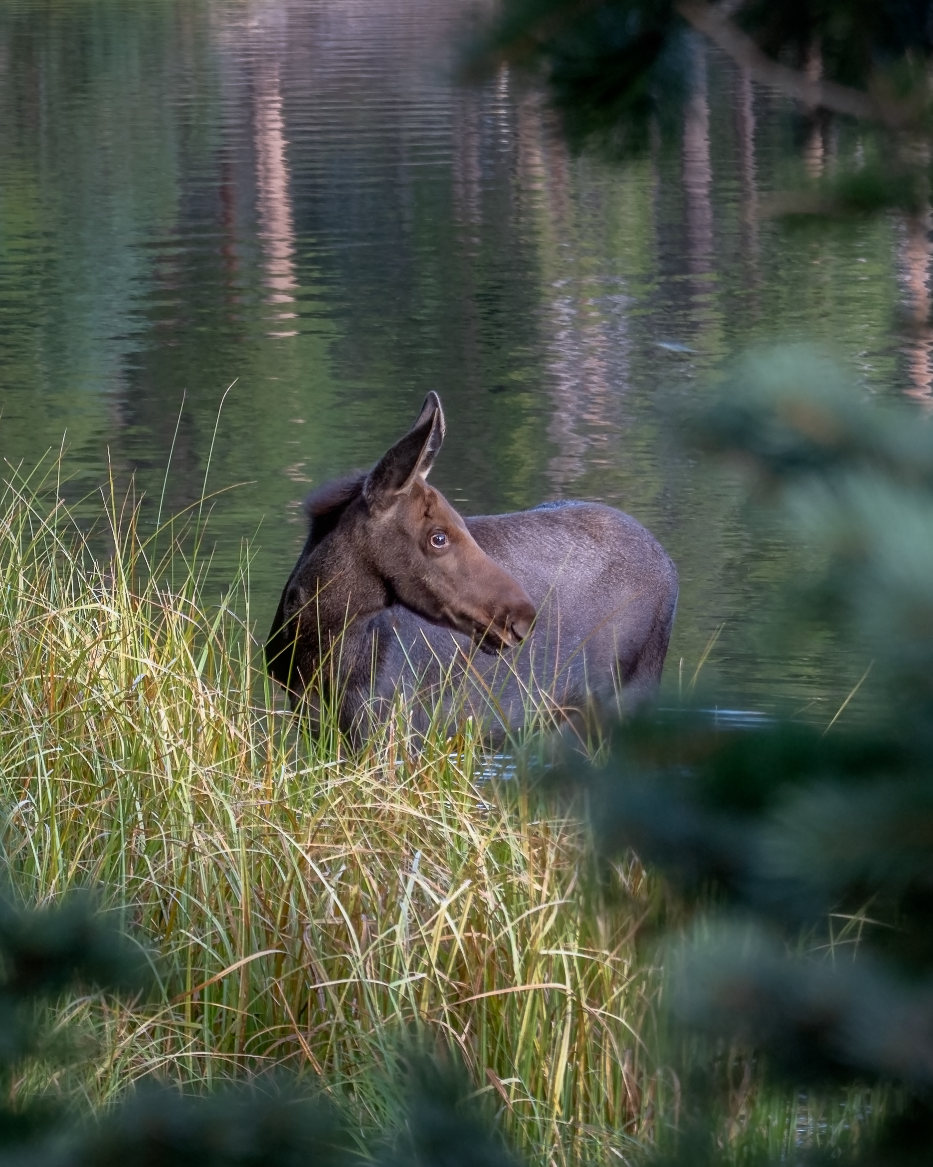 Moose Calf of Sprague Lake | Rocky Mountain National Park (2025)