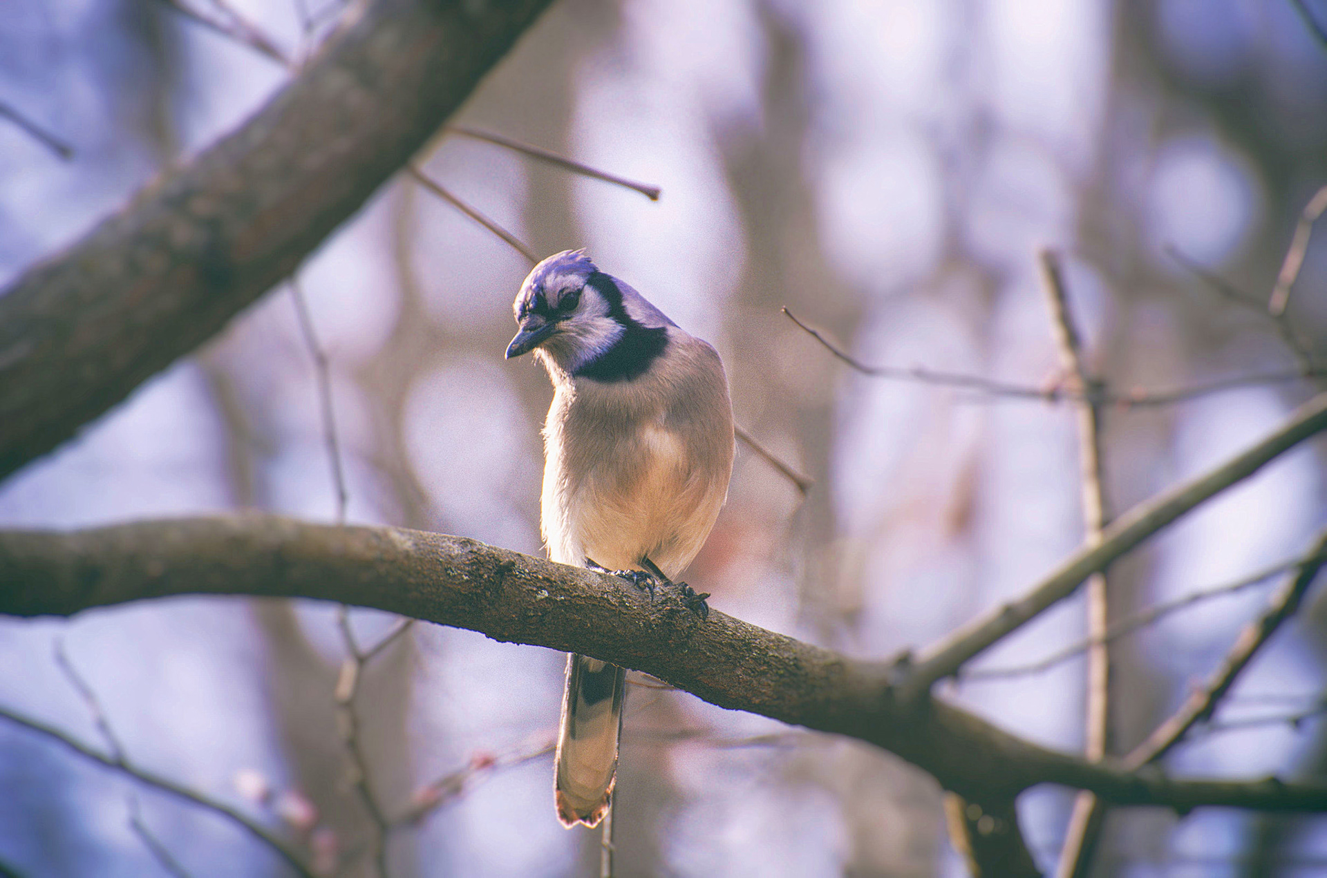 Blue Jay