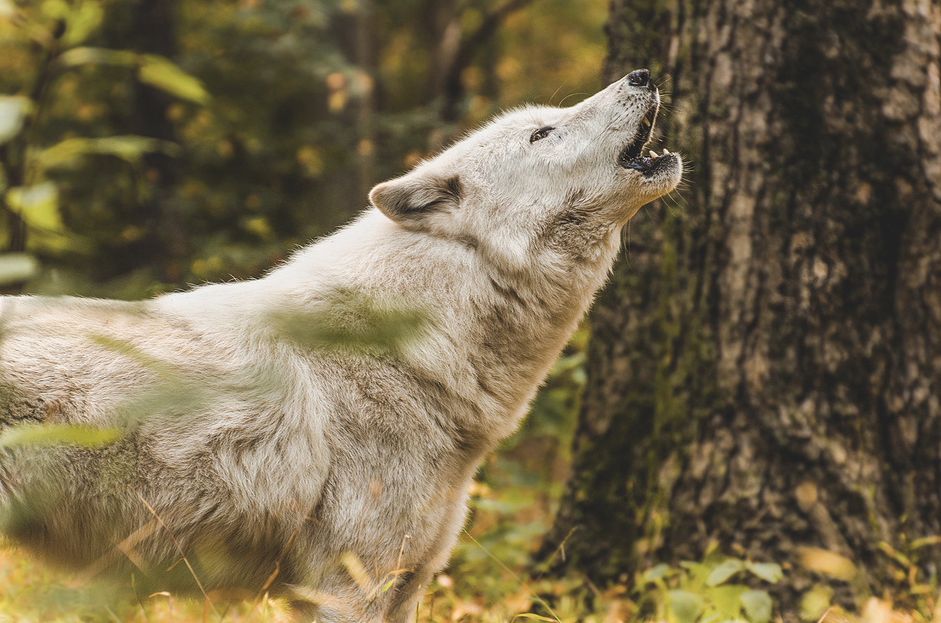 Cry of the Arctic Wolf